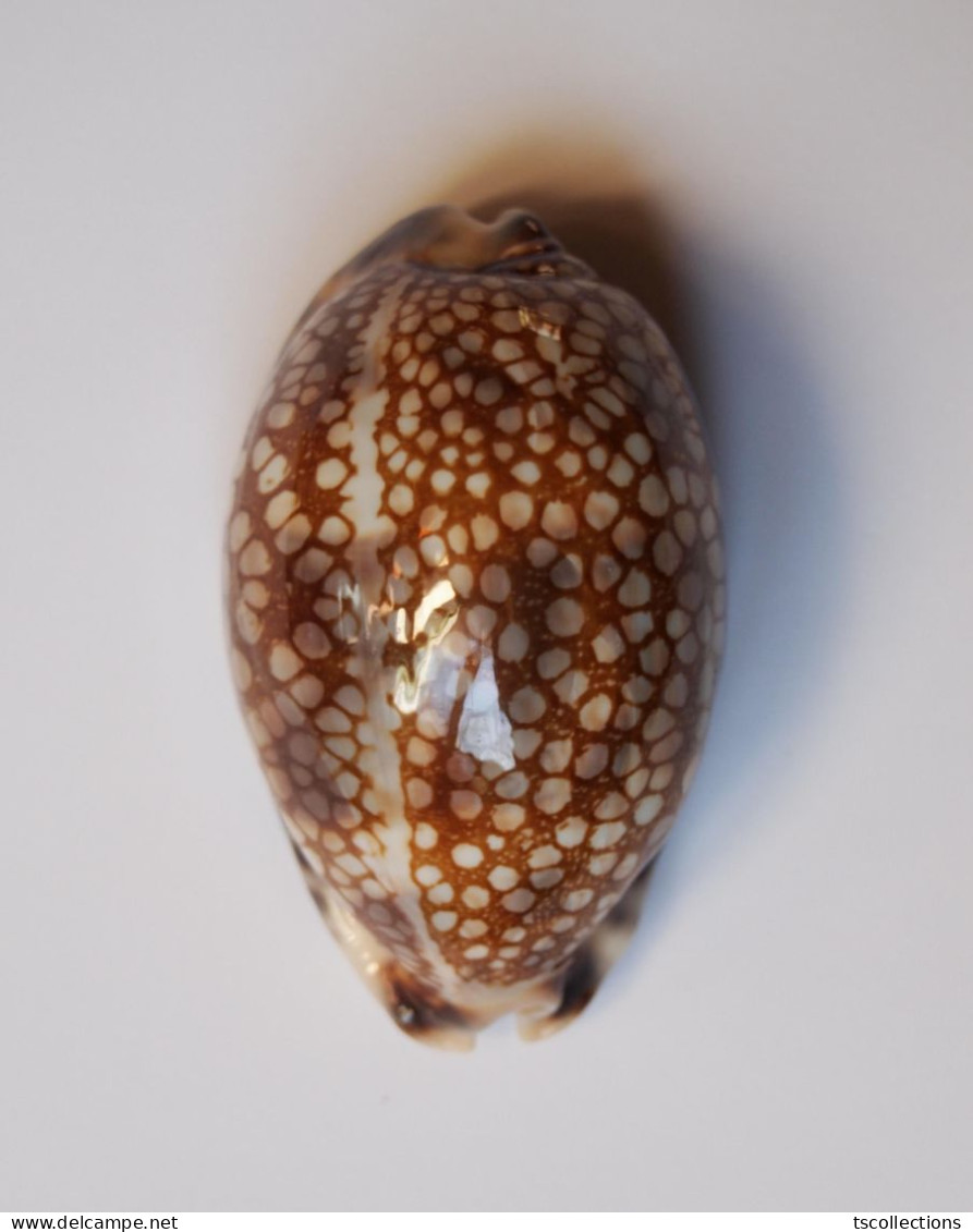 Cypraea Histrio - Schelpen