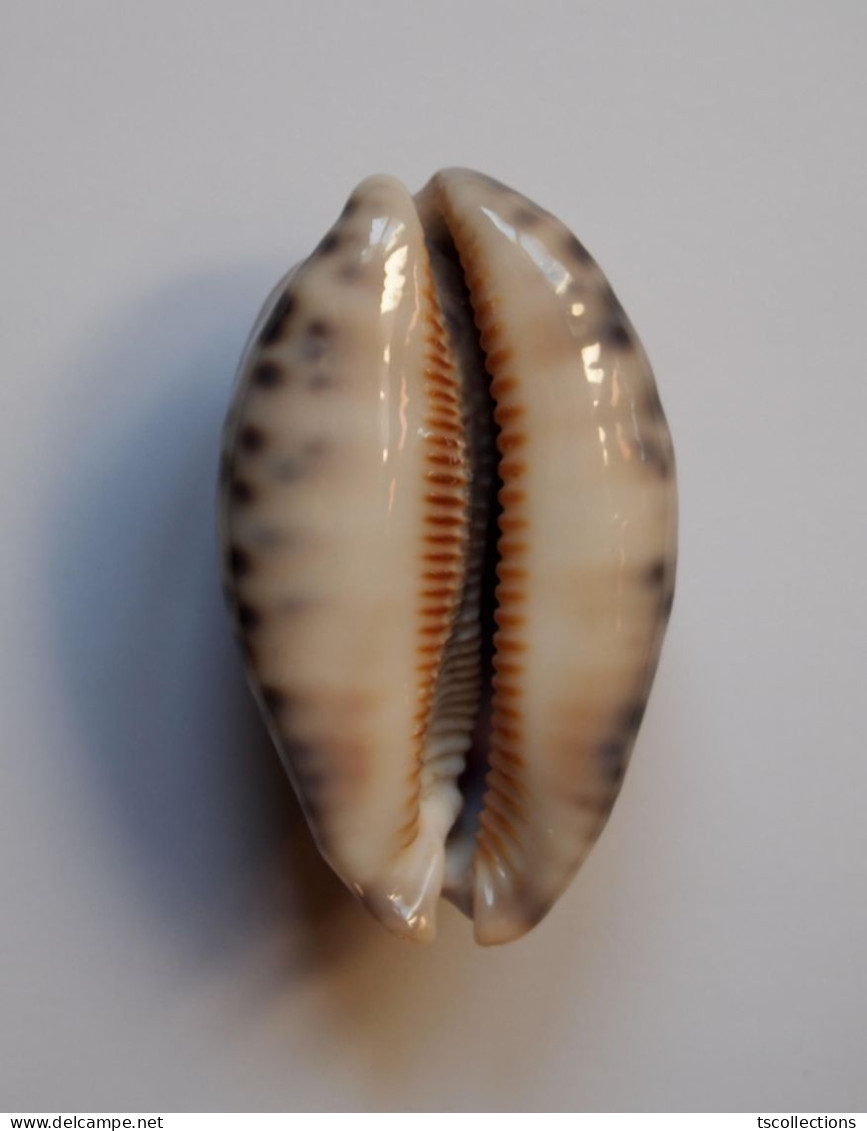 Cypraea Histrio - Schelpen