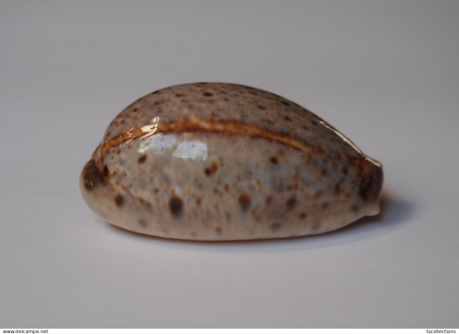 Cypraea Lynx - Coquillages