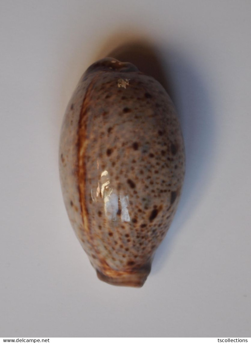 Cypraea Lynx - Seashells & Snail-shells