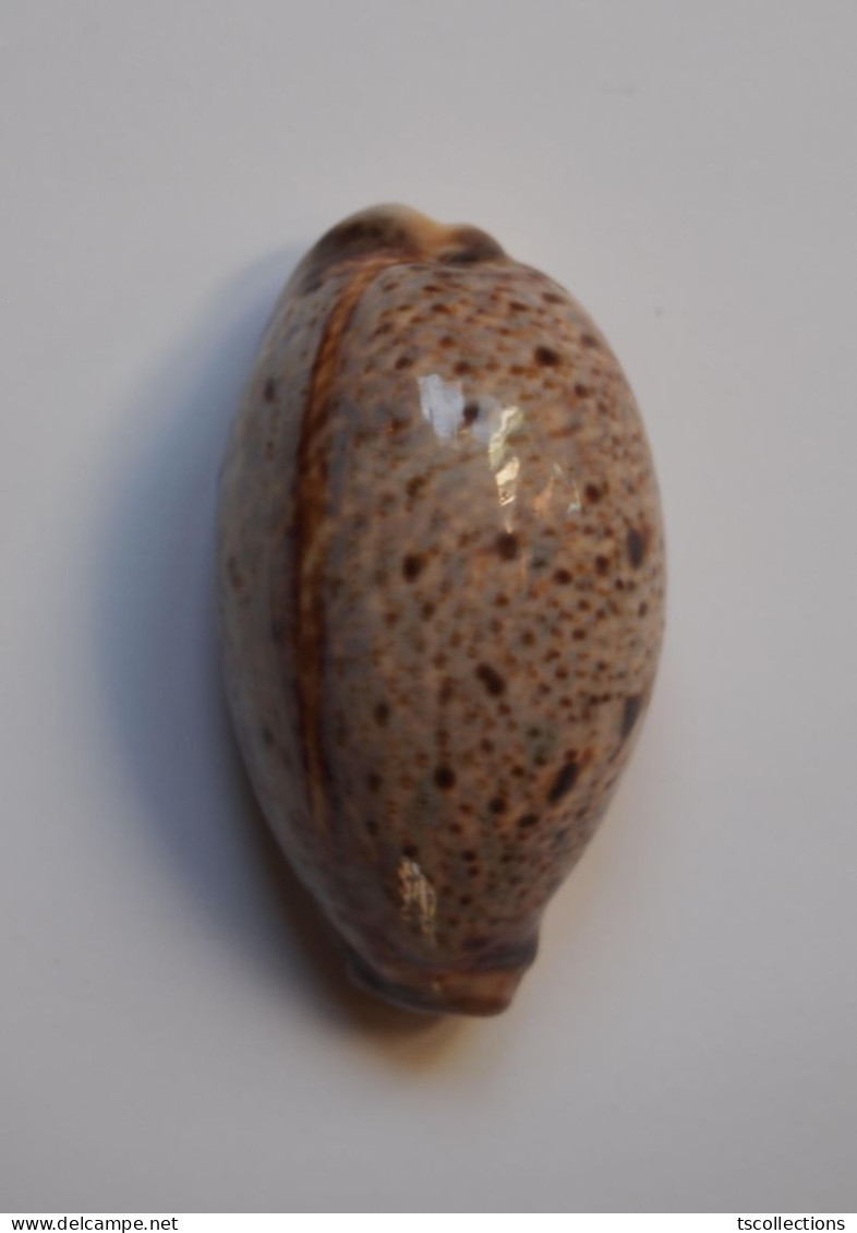 Cypraea Lynx - Coquillages