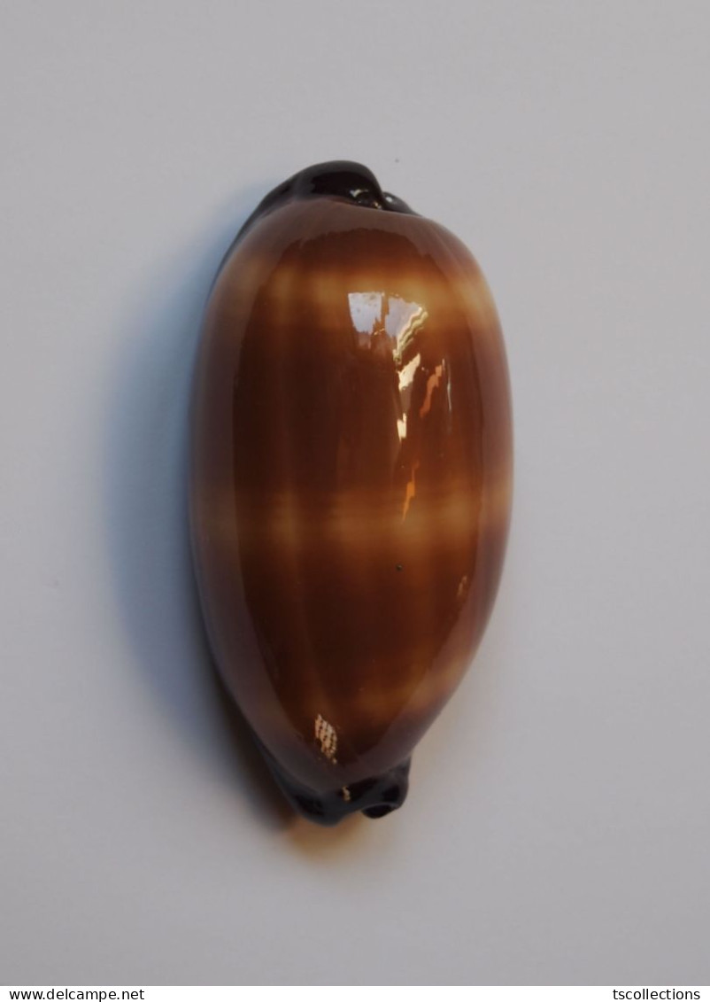 Cypraea Talpa - Seashells & Snail-shells
