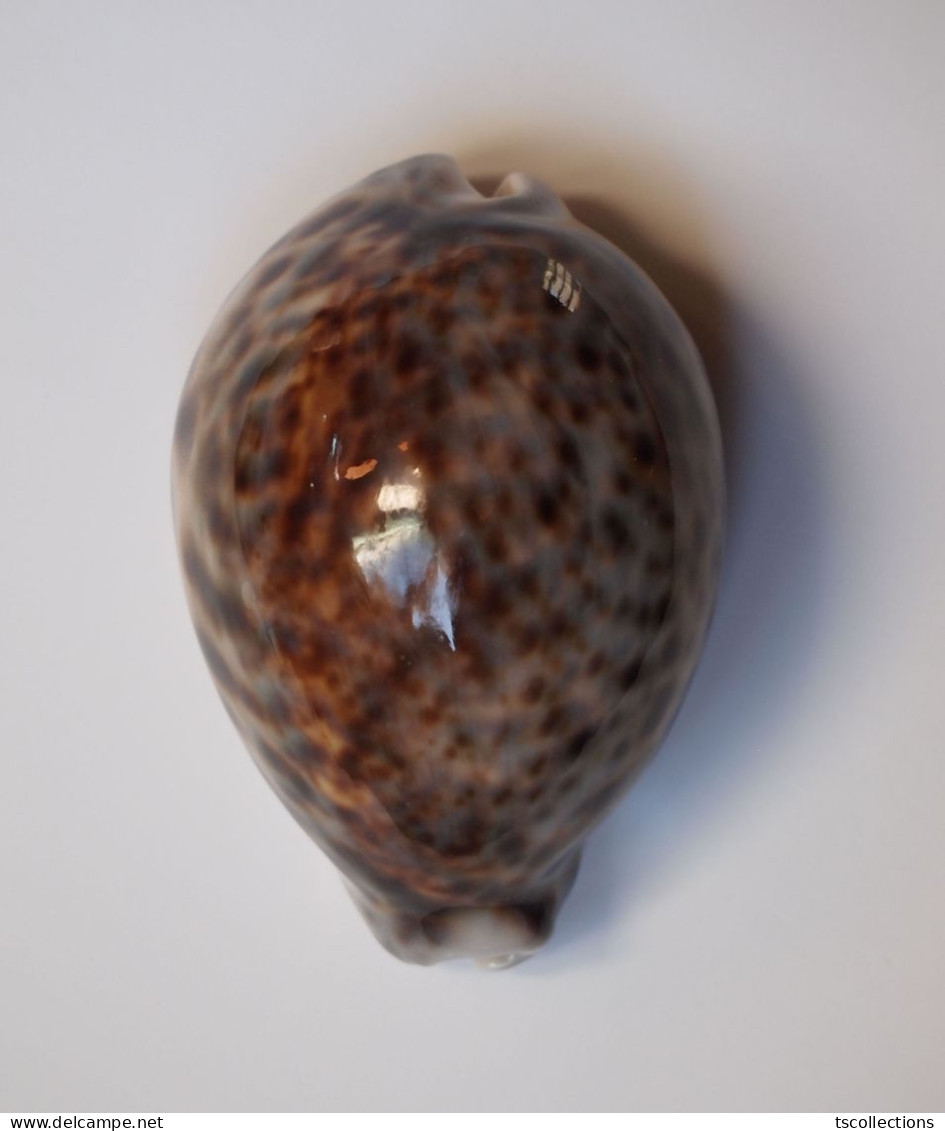 Cypraea Tigris - Coquillages