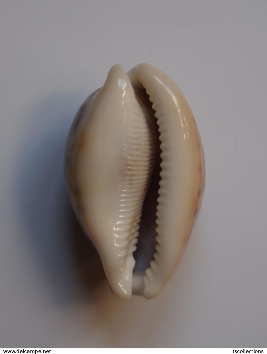 Cypraea Pantherina - Seashells & Snail-shells