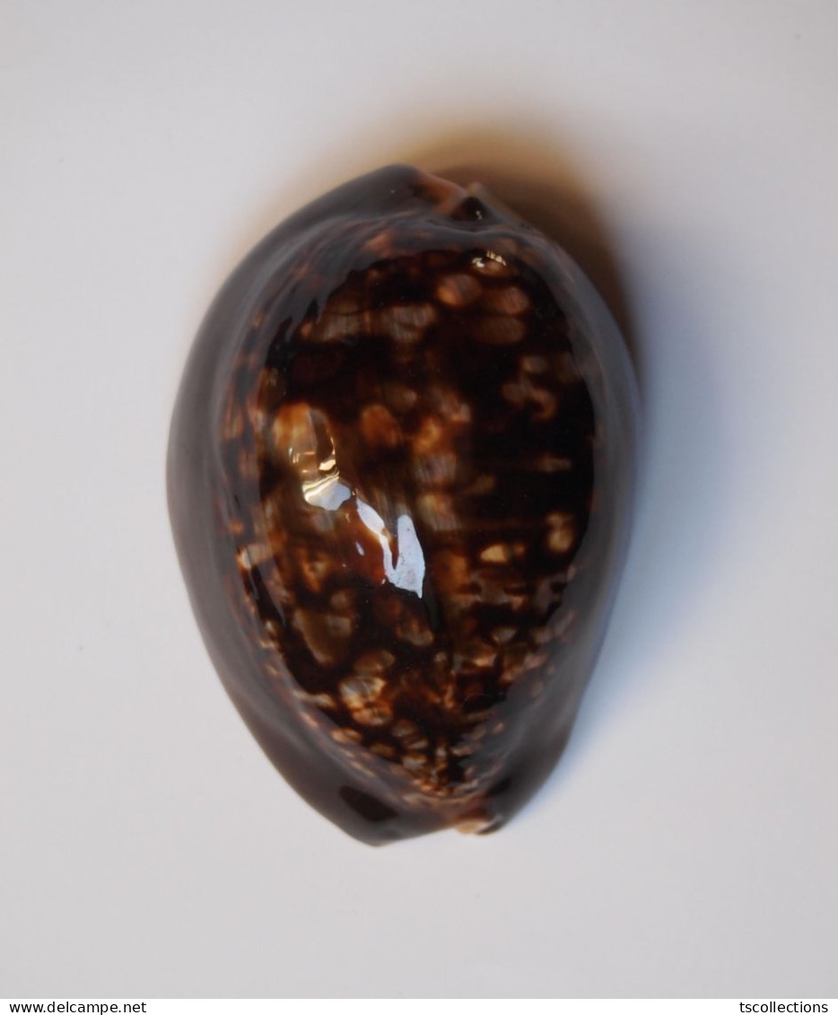 Cypraea Mauritiana Hawaiiensis - Seashells & Snail-shells