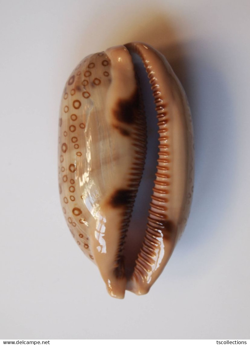 Cypraea Argus - Seashells & Snail-shells