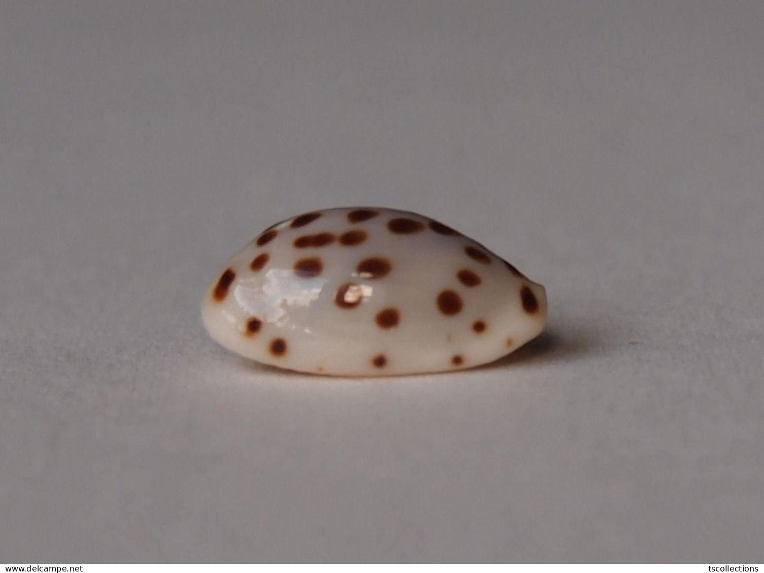 Cypraea Punctata Berinii - Seashells & Snail-shells