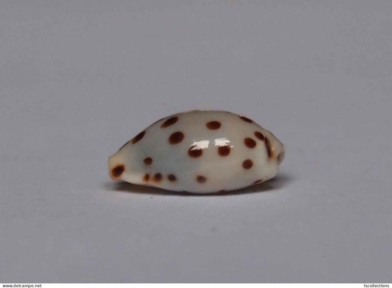 Cypraea Punctata Berinii - Schelpen