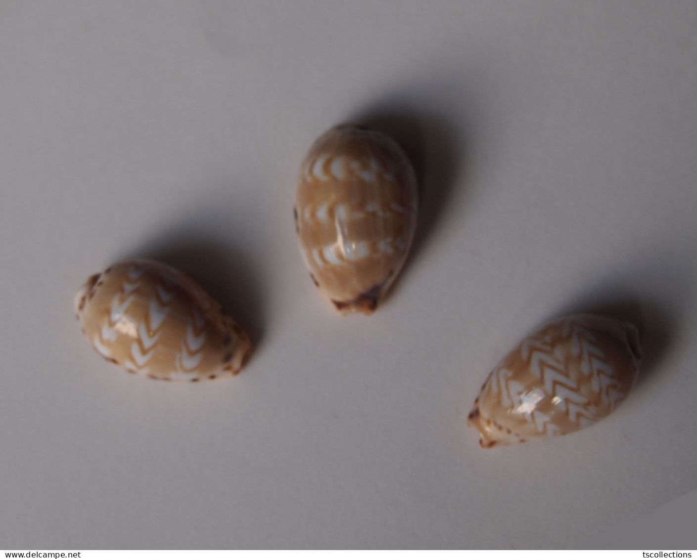 Cypraea Ziczac X 3 - Seashells & Snail-shells