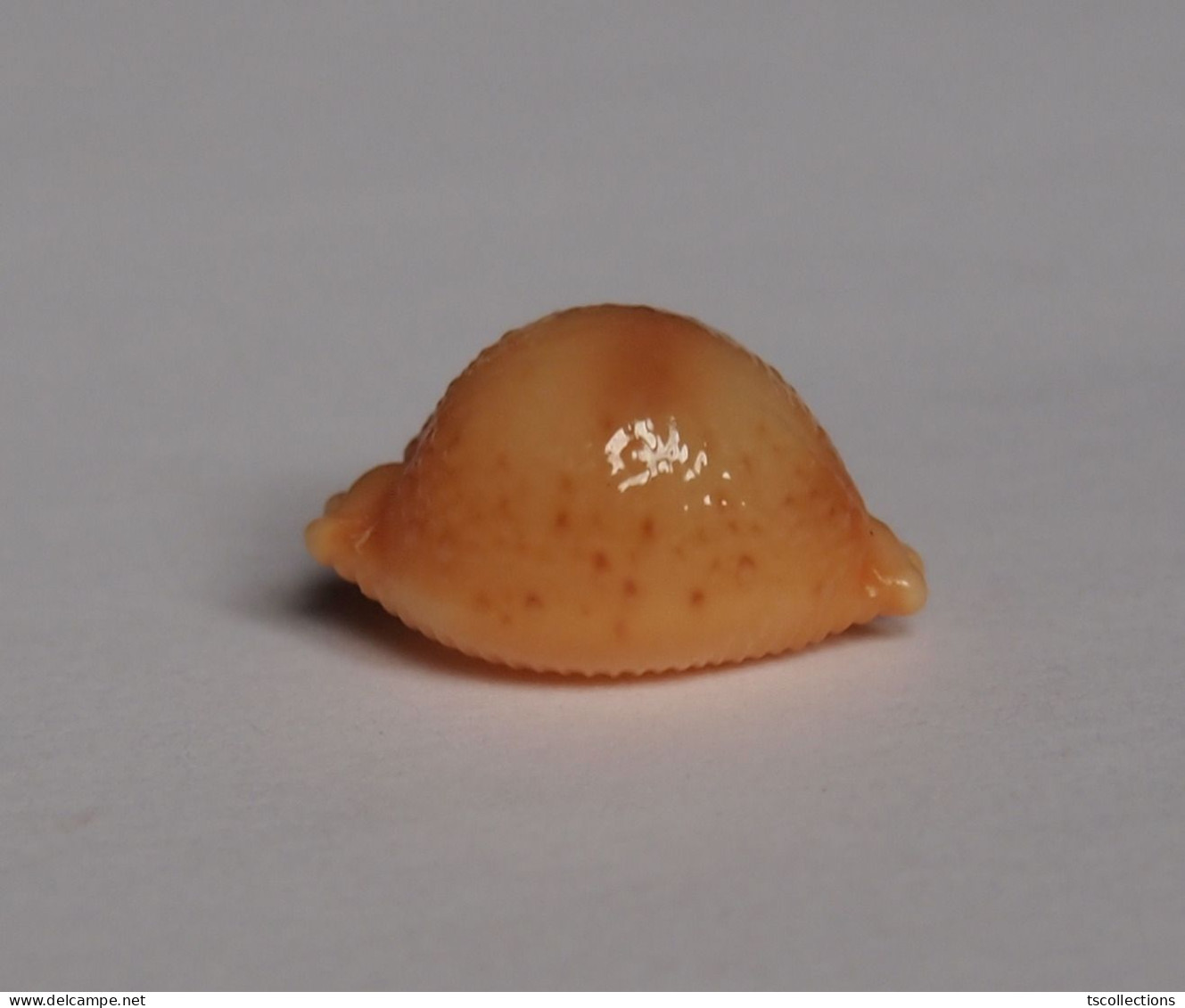 Cypraea Bistrinotata - Conchiglie