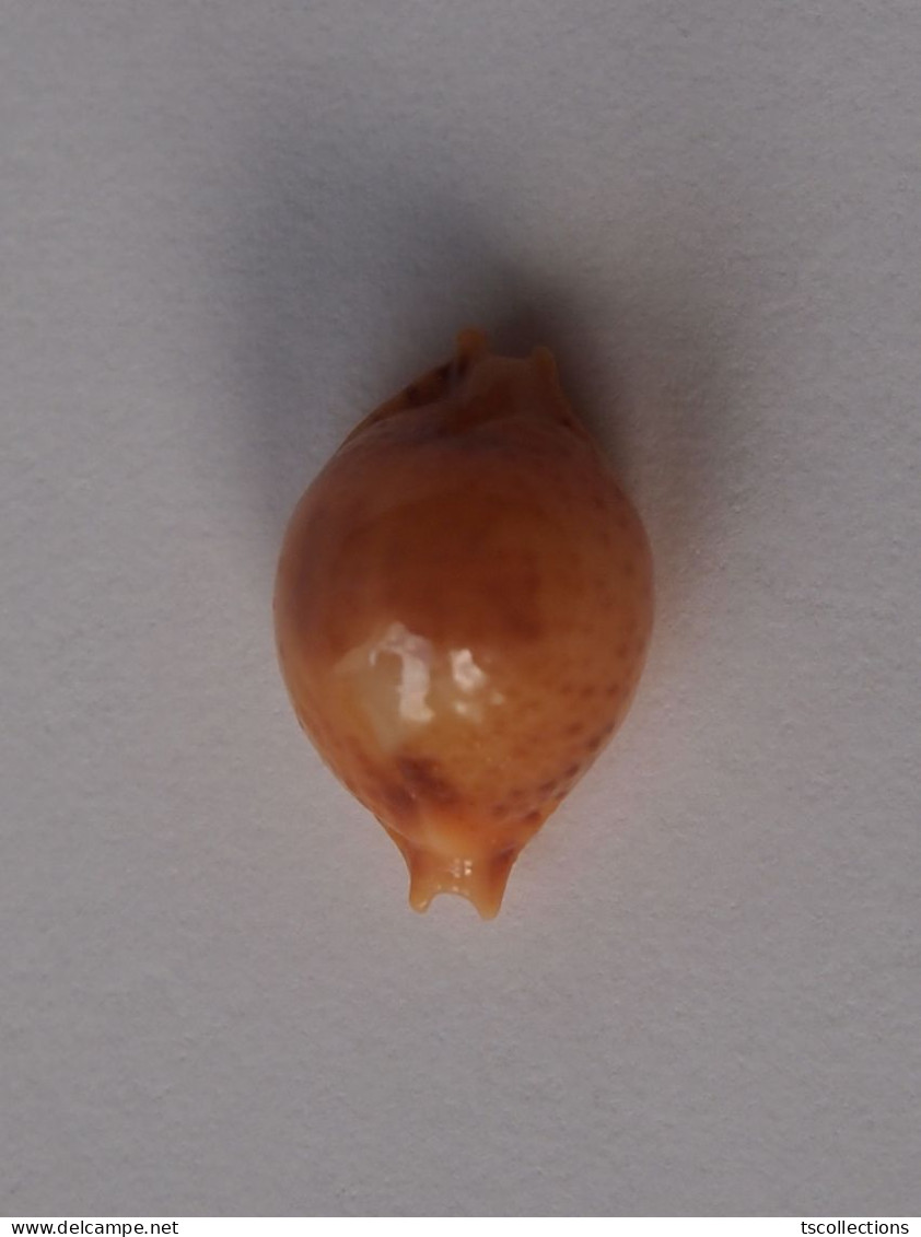 Cypraea Bistrinotata - Coquillages