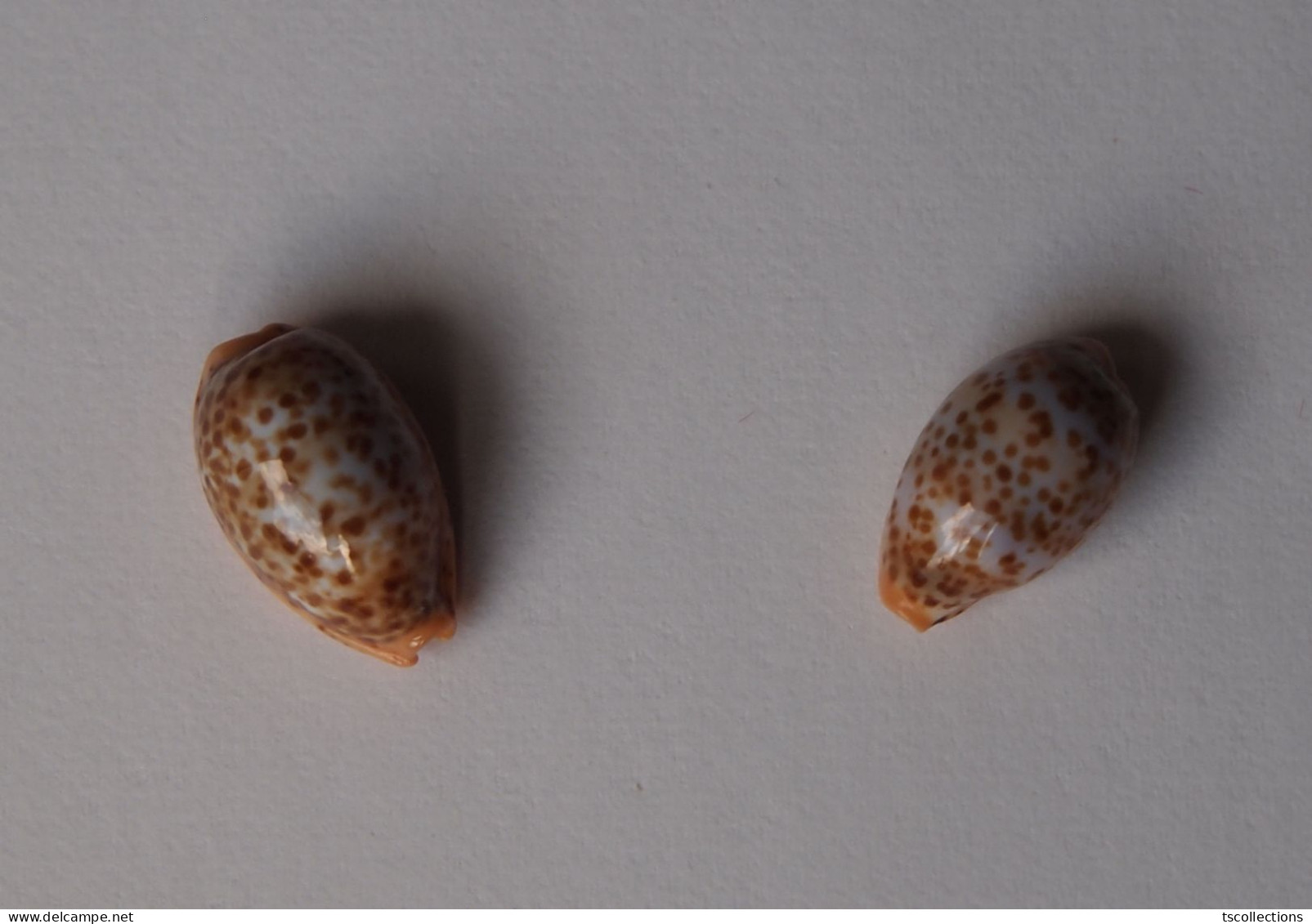 Cypraea Humphreysii X 2 - Schelpen