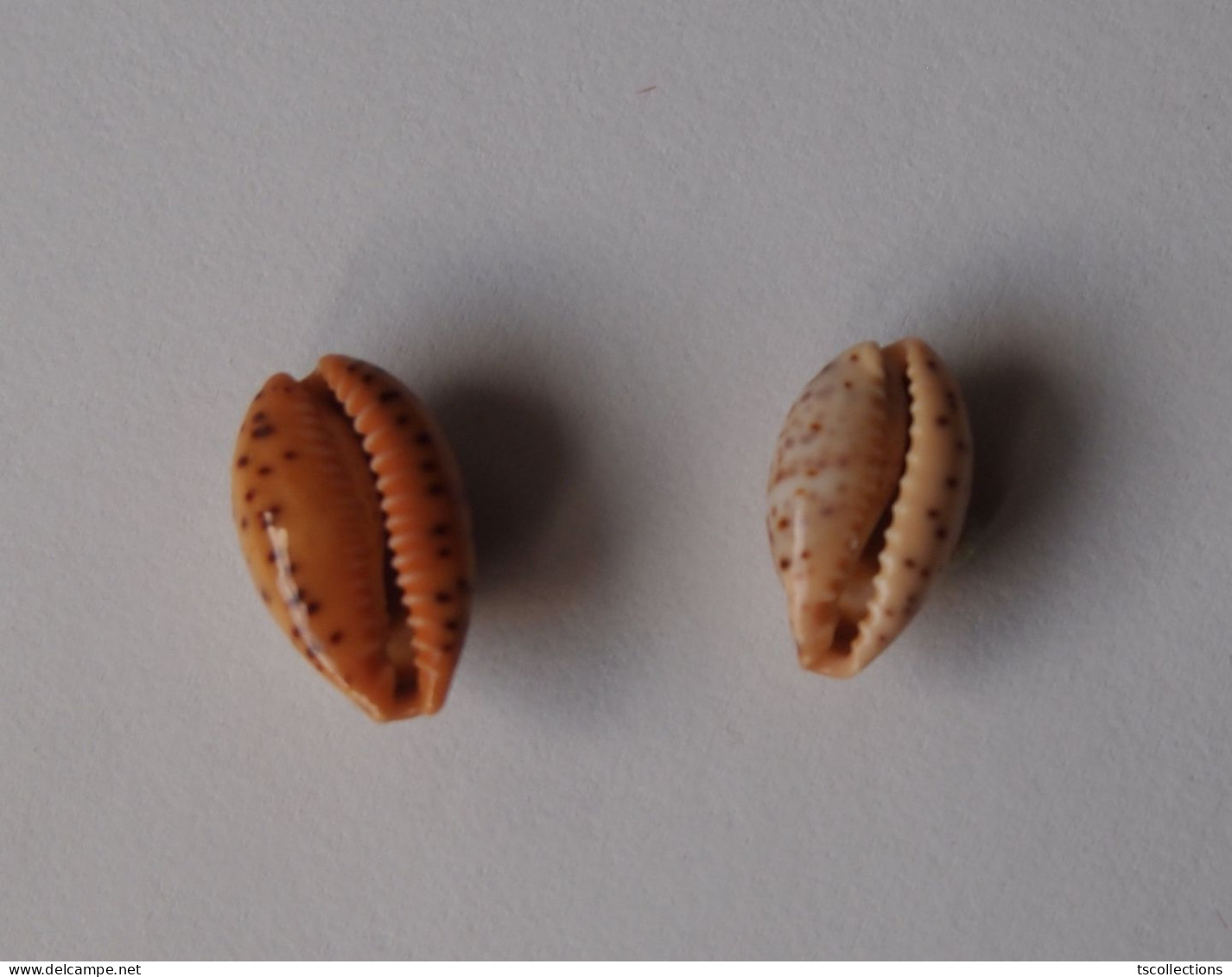 Cypraea Humphreysii X 2 - Seashells & Snail-shells