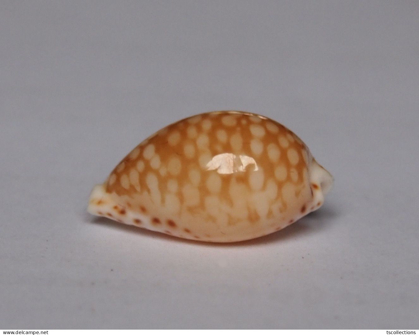 Cypraea Gaskoinii - Seashells & Snail-shells