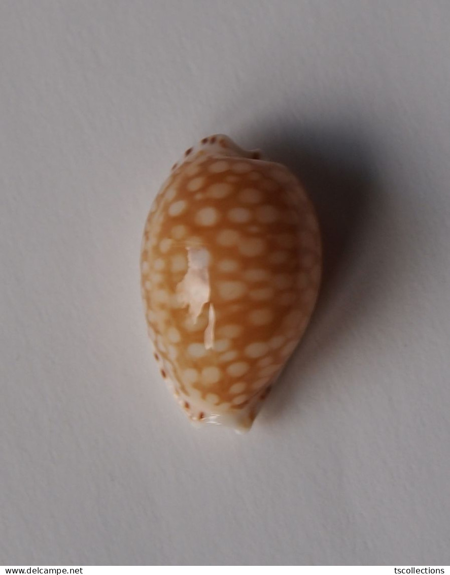 Cypraea Gaskoinii - Coquillages