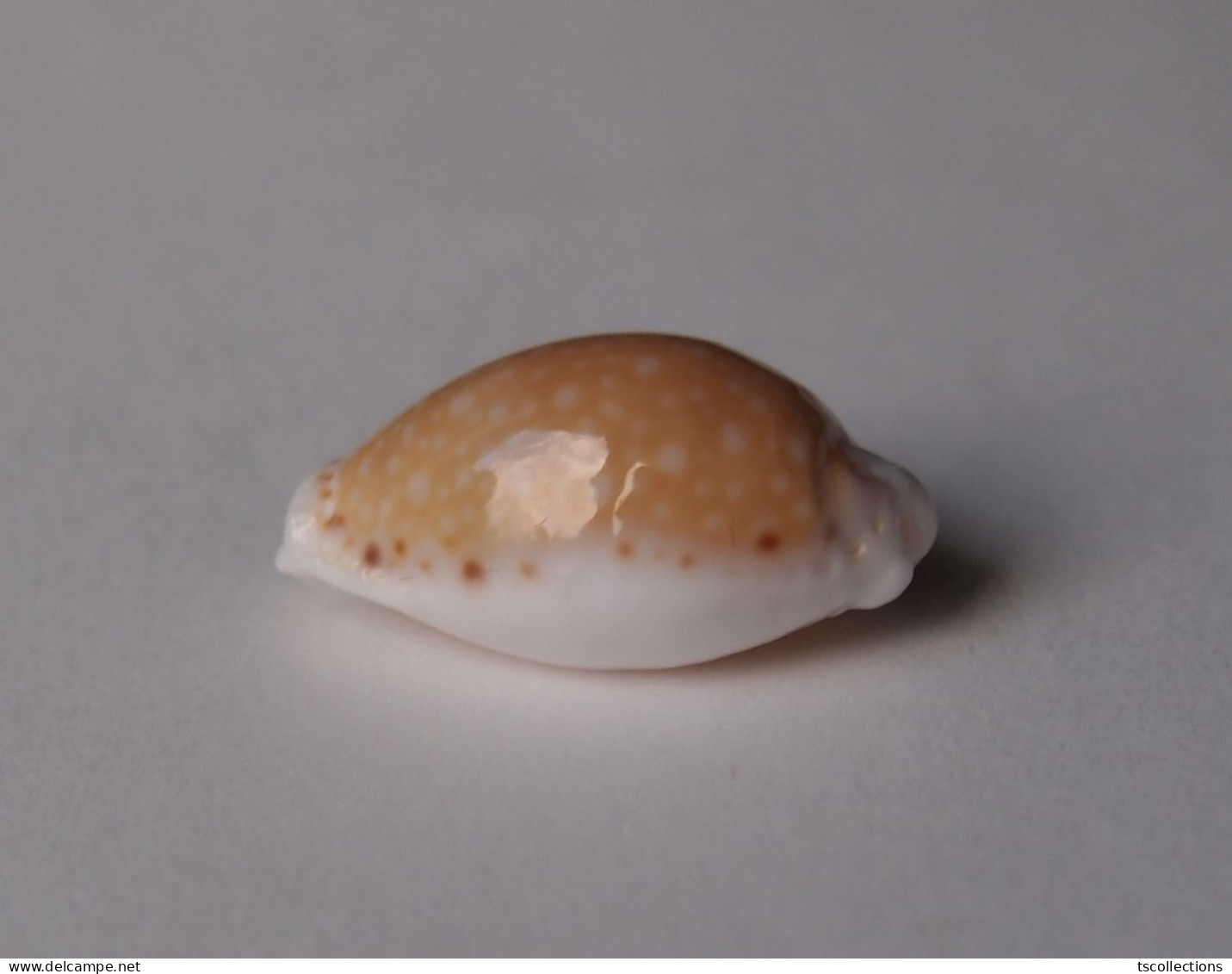 Cypraea Cernica - Seashells & Snail-shells