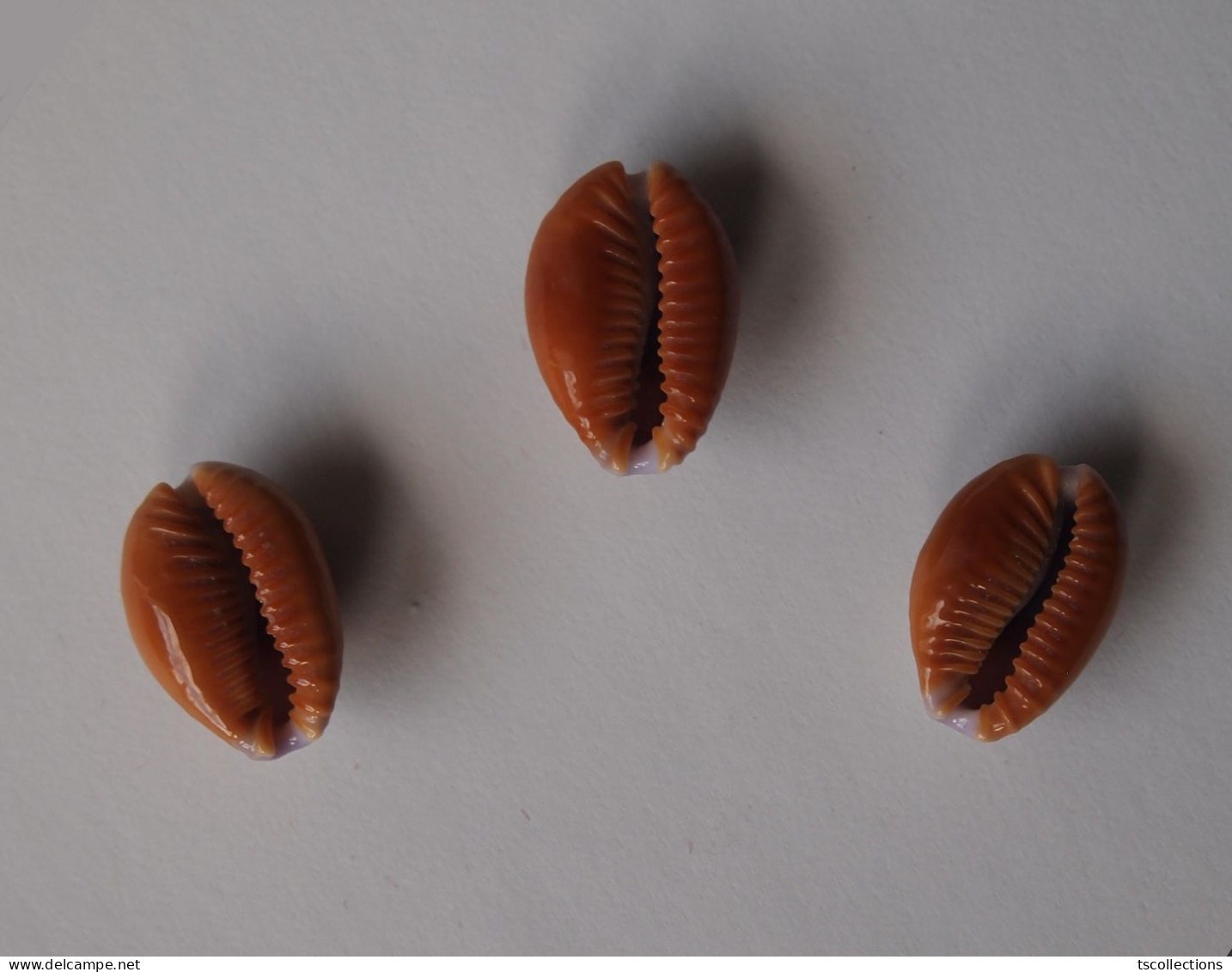 Cypraea Helvola X 3 - Seashells & Snail-shells