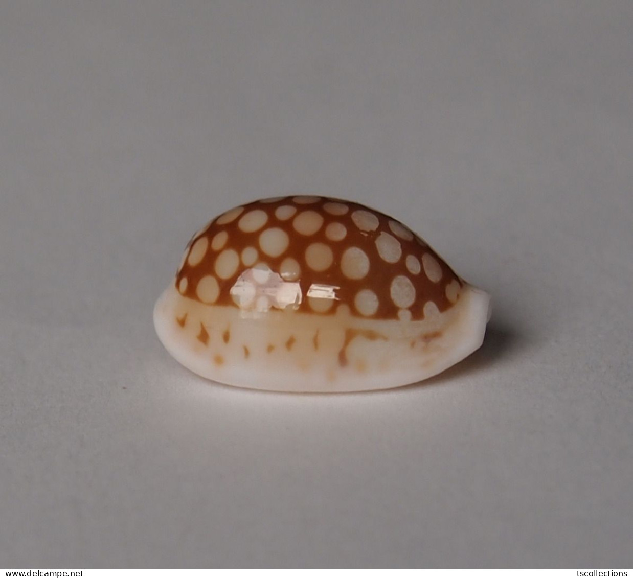 Cypraea Comma Toliarensis - Seashells & Snail-shells