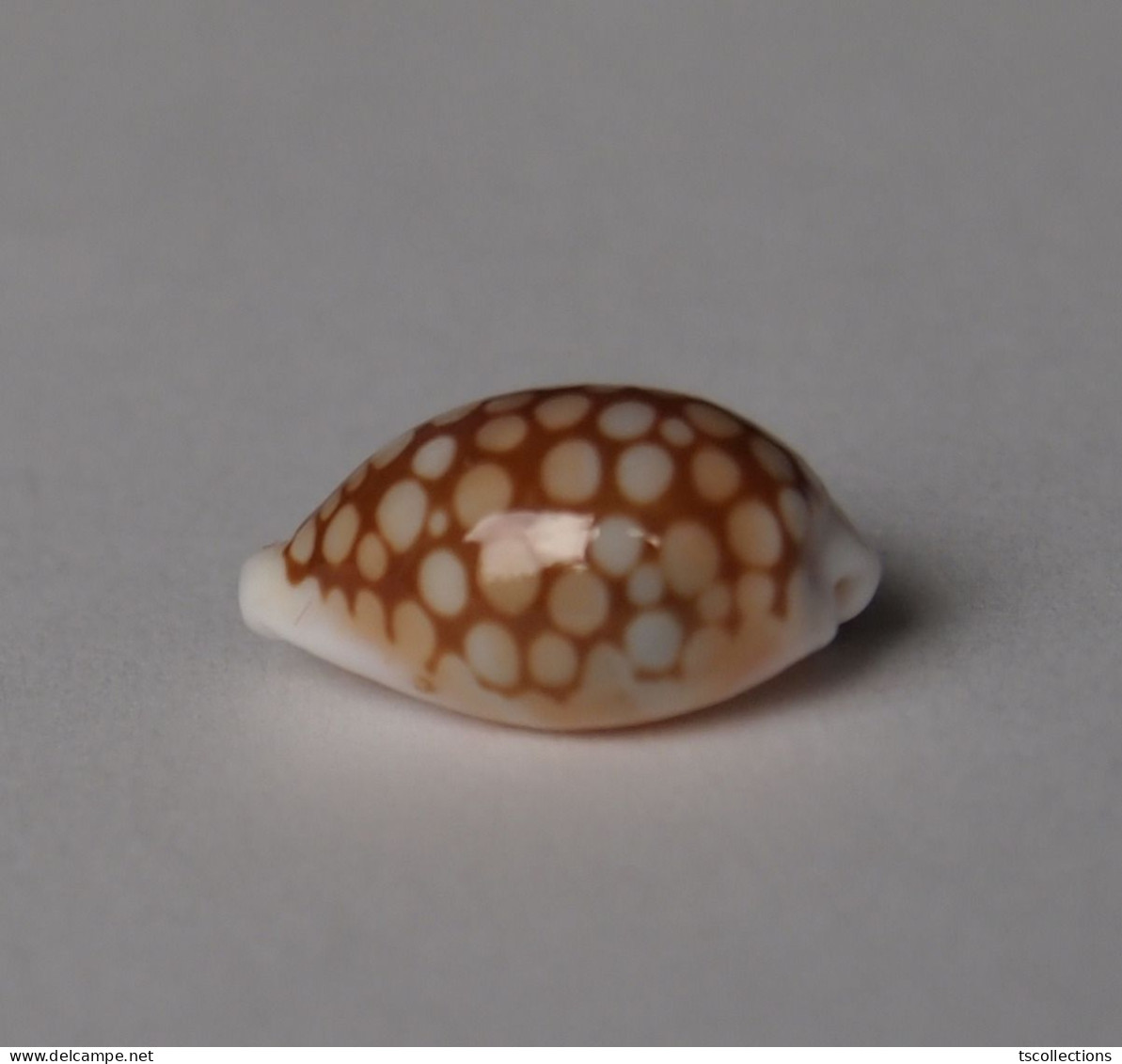 Cypraea Comma Toliarensis - Seashells & Snail-shells