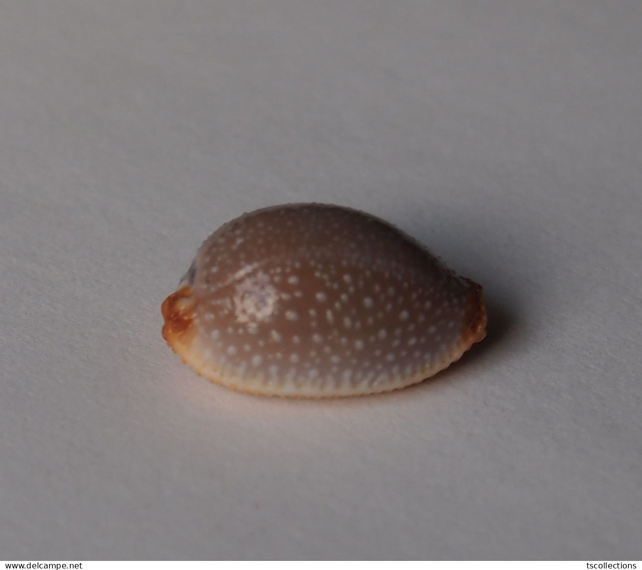 Cypraea Staphilaea Laevigata - Coquillages