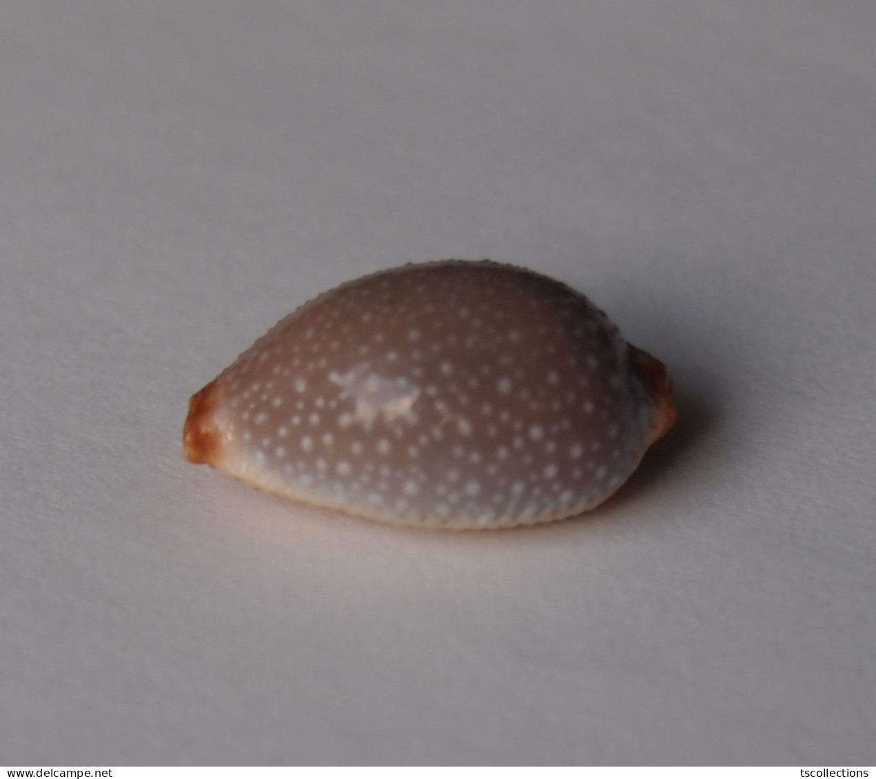 Cypraea Staphilaea Laevigata - Muscheln & Schnecken