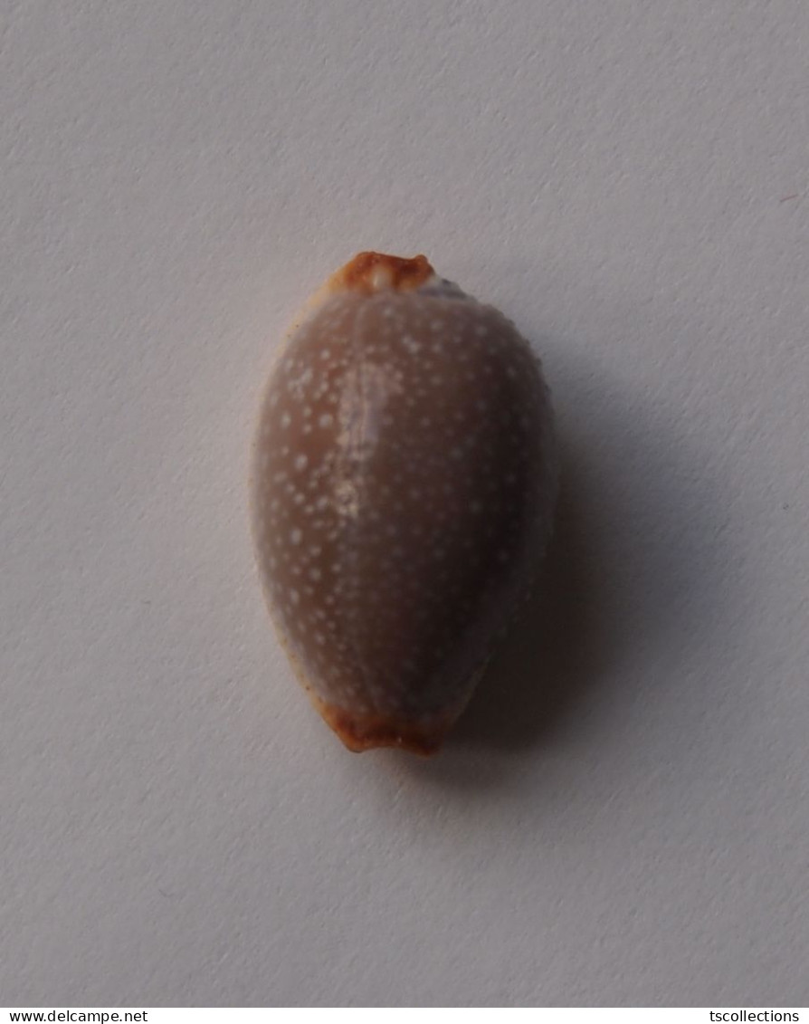 Cypraea Staphilaea Laevigata - Muscheln & Schnecken