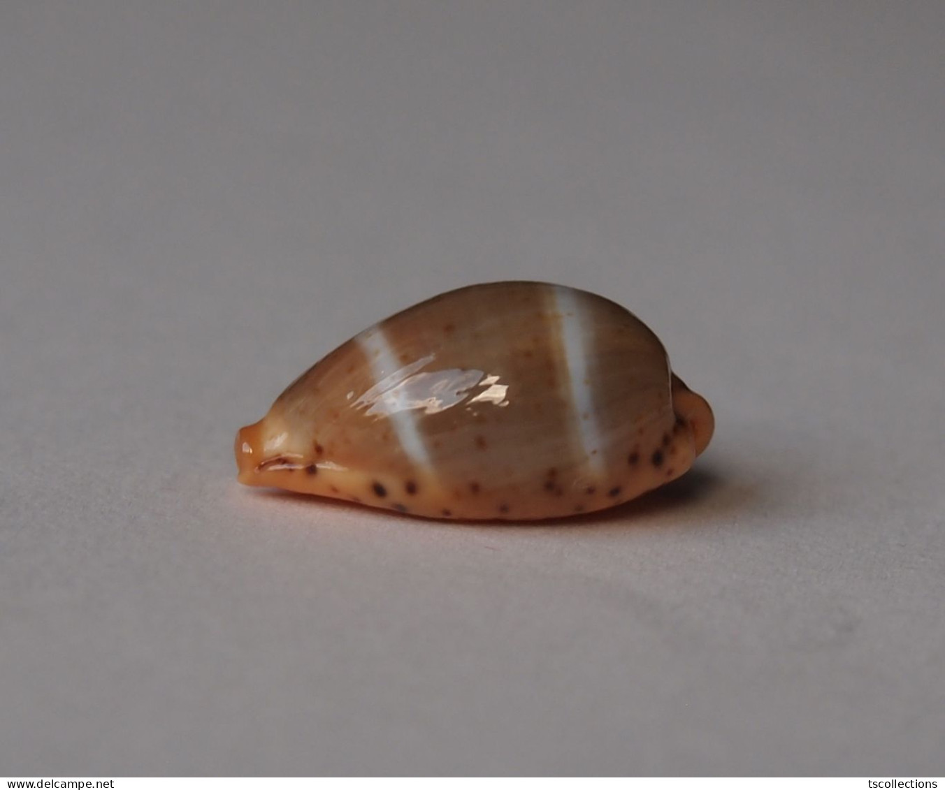 Cypraea Lutea - Schelpen