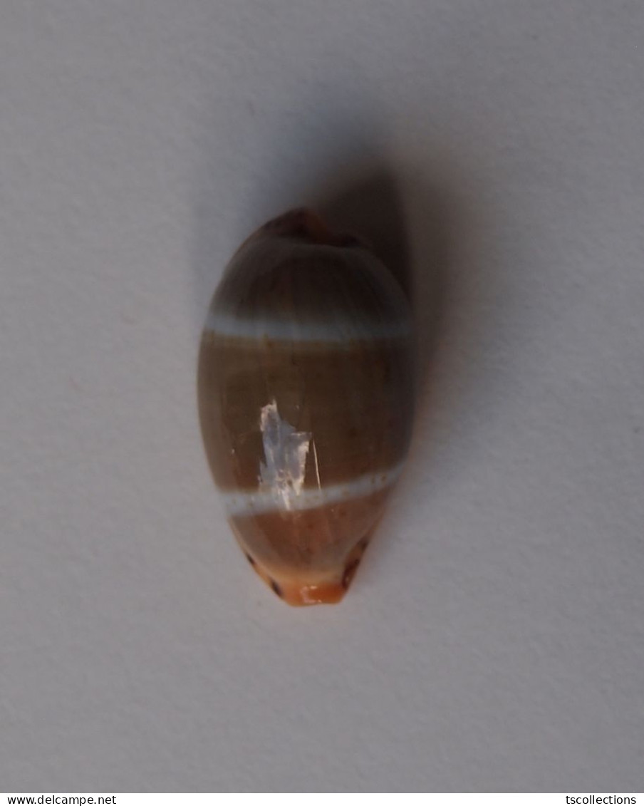 Cypraea Lutea - Seashells & Snail-shells