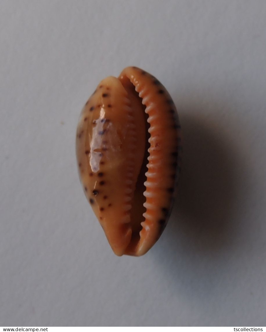 Cypraea Lutea - Seashells & Snail-shells