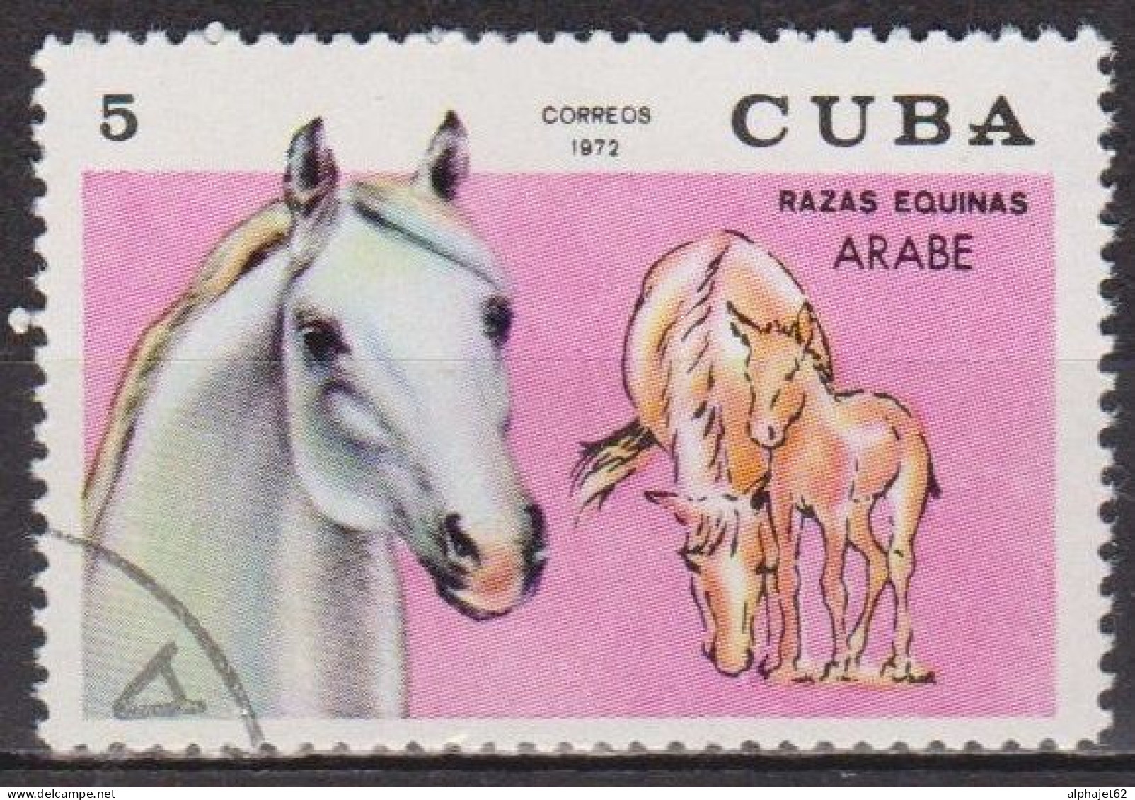 Faune - Chevaux De Race - CUBA - Cheval Arabe - N° 4150 - 1972 - Oblitérés