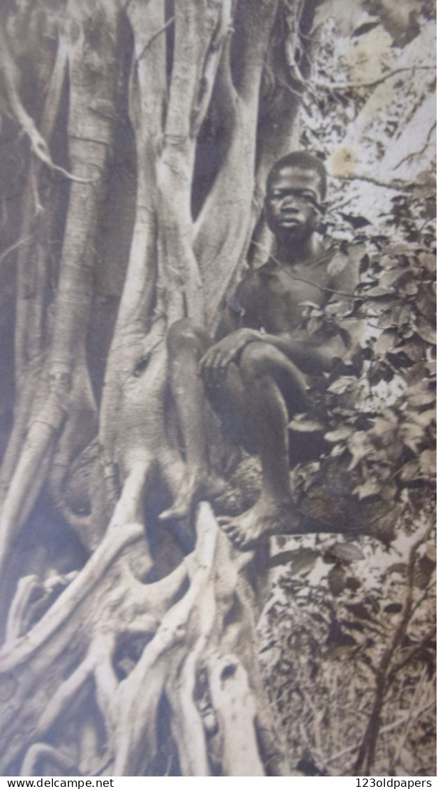 PHOTO ANCIENNE FORMAT CP HOMME NOIR DANS UN ARBRE - Afrique