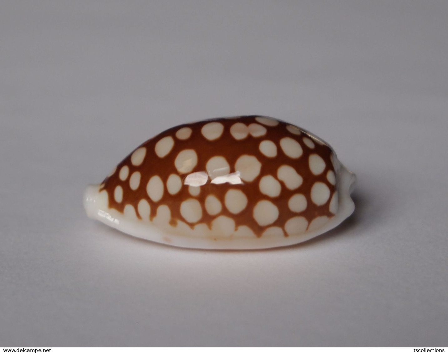 Cypraea Cribraria - Coquillages