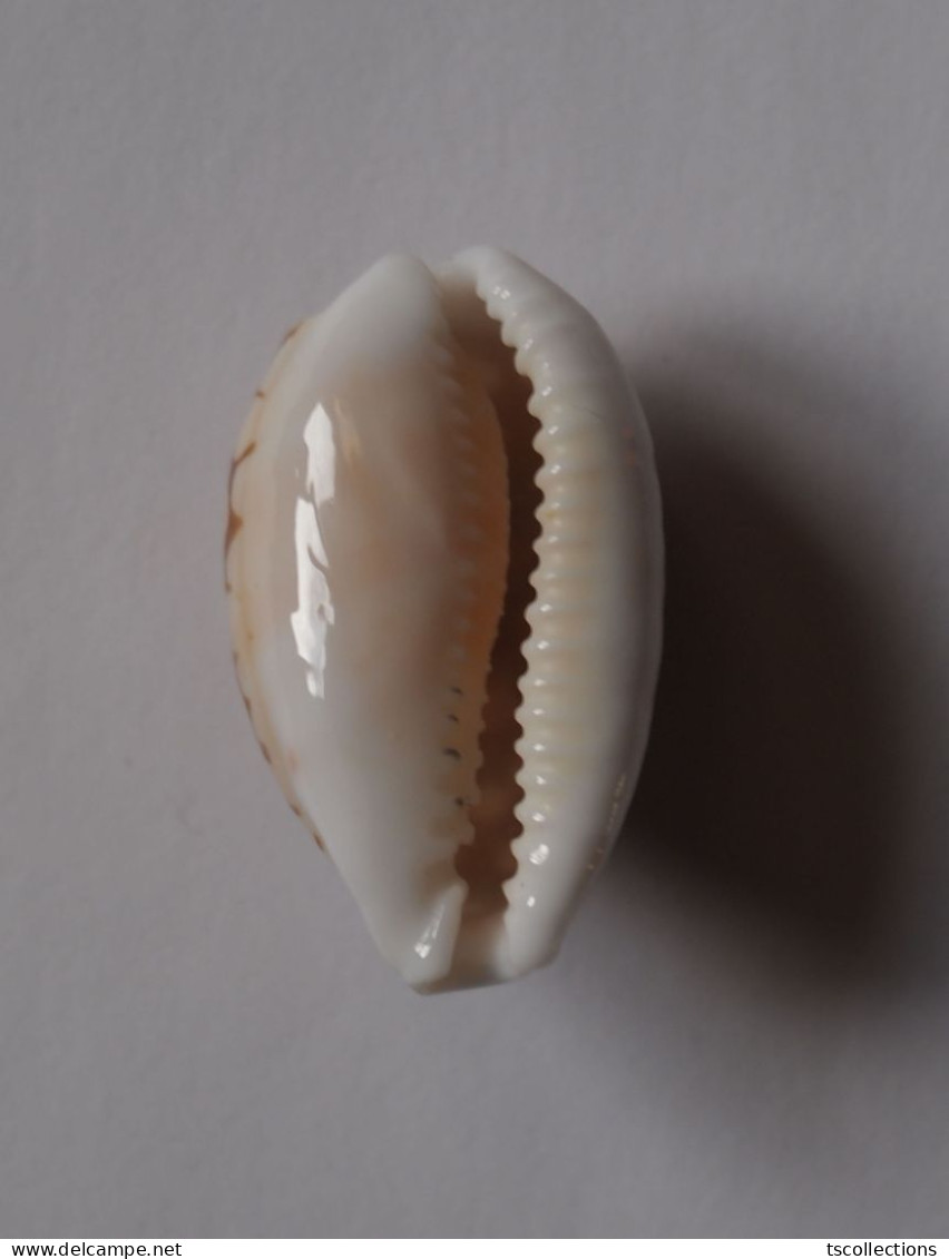 Cypraea Cribraria - Schelpen