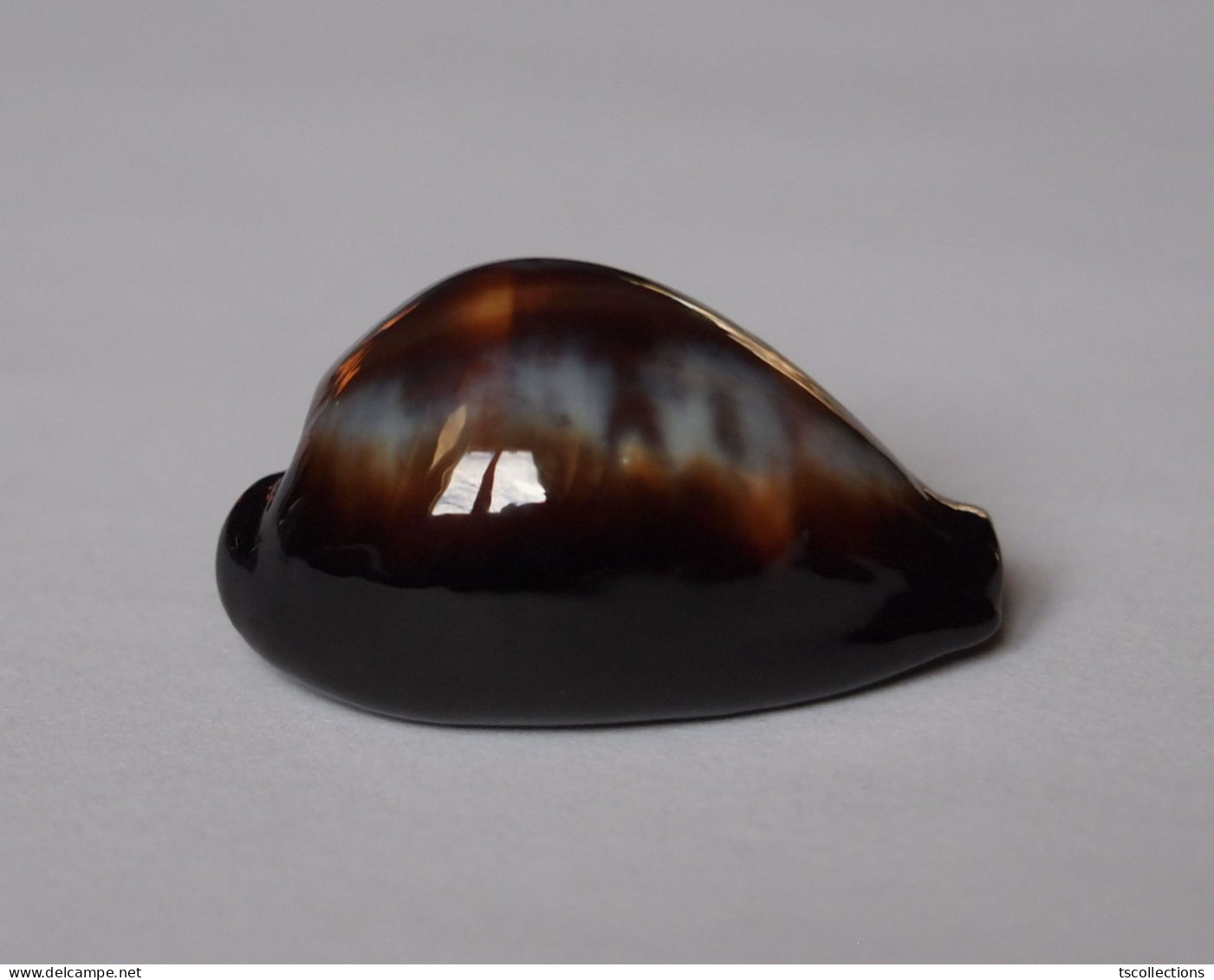 Cypraea Onyx - Schelpen