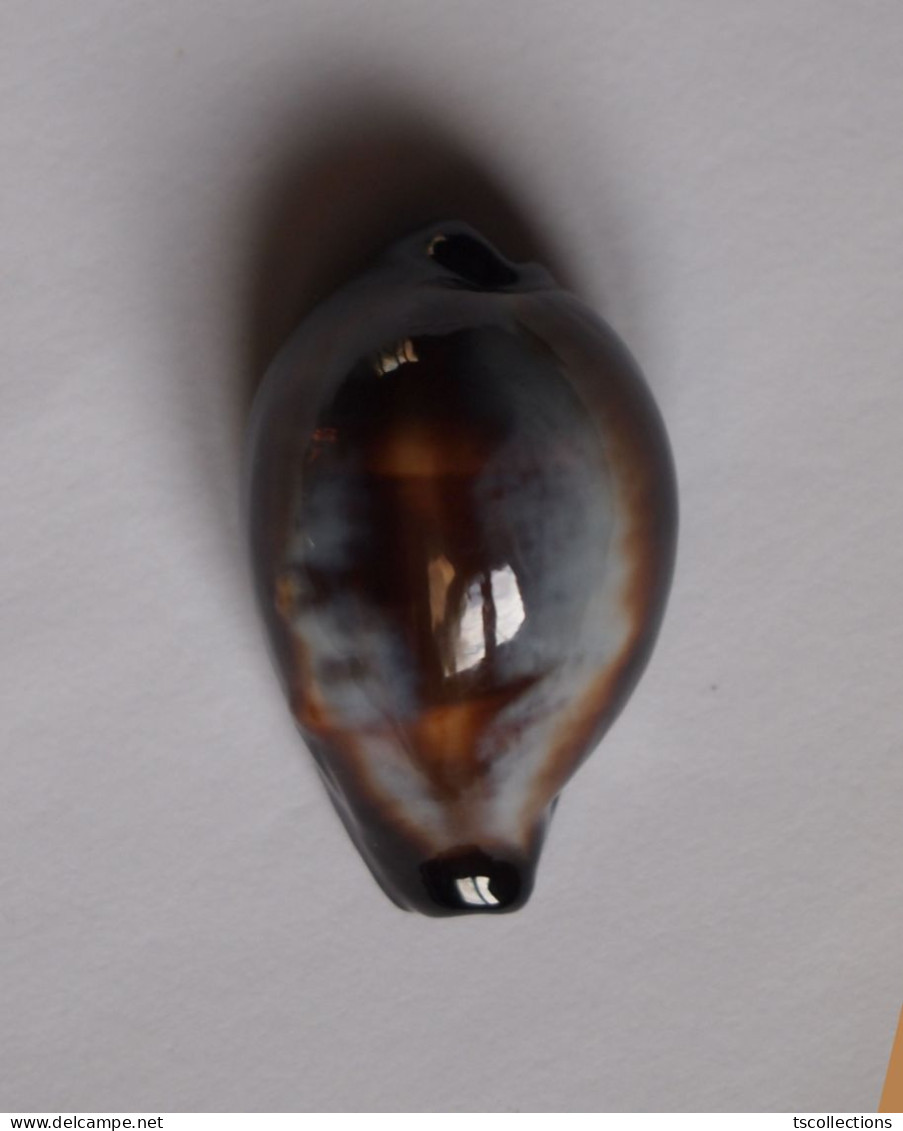 Cypraea Onyx - Schelpen