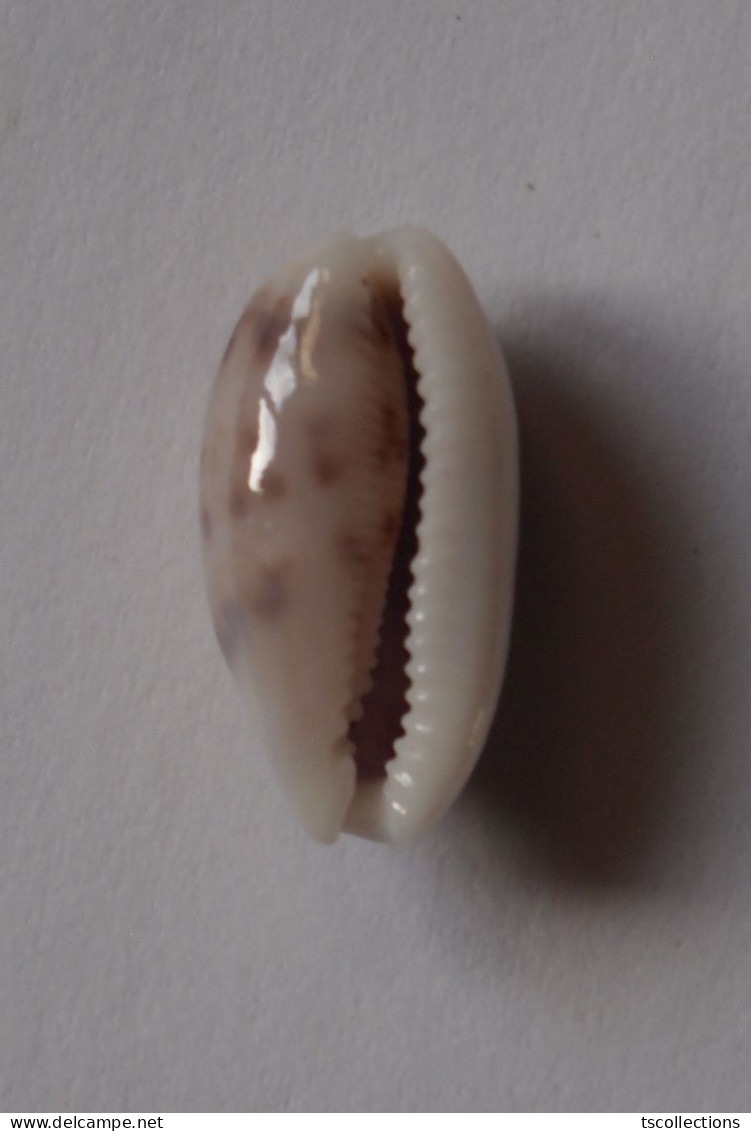 Cypraea Teres - Coquillages