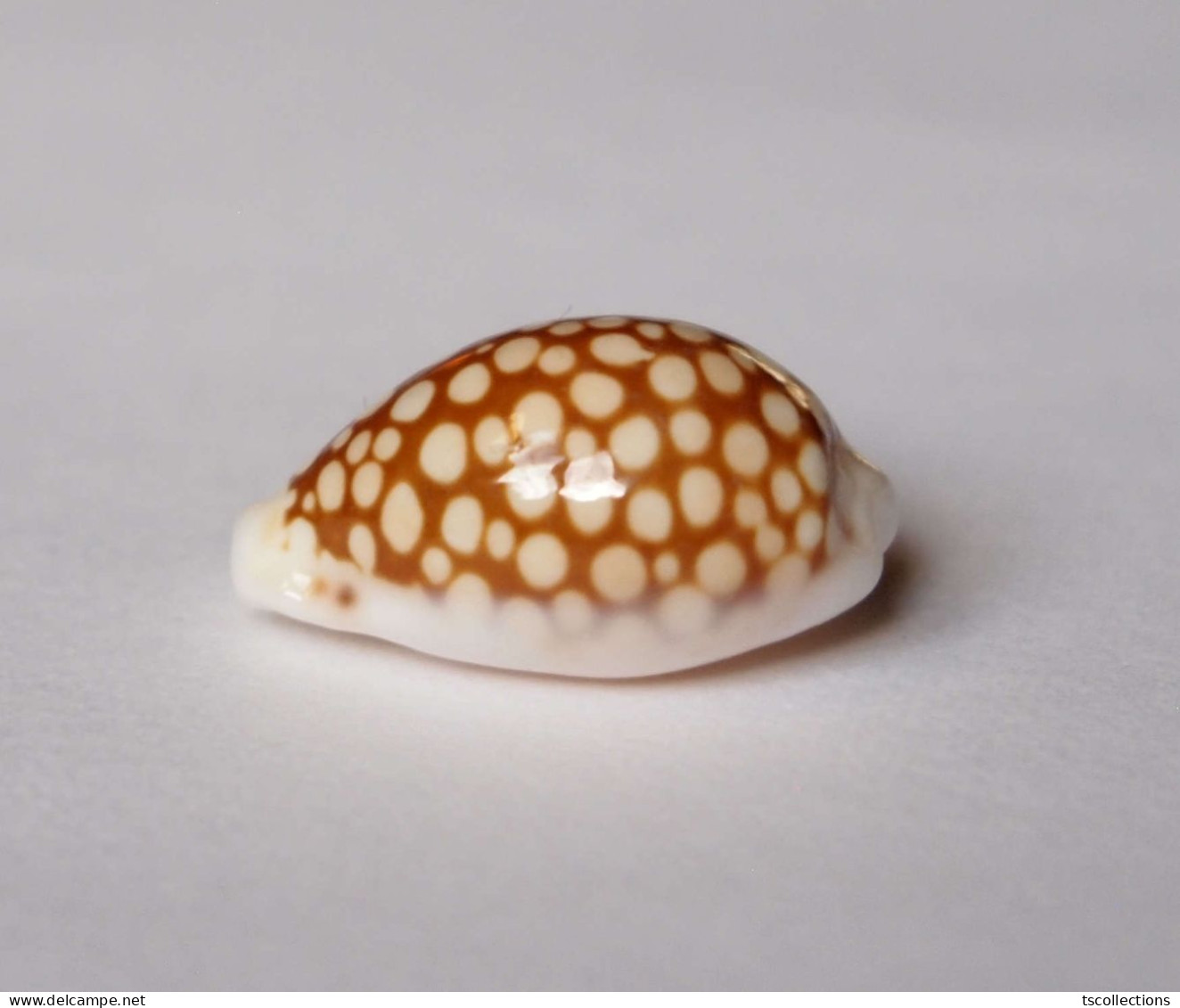 Cypraea Comma Toliarensis - Seashells & Snail-shells