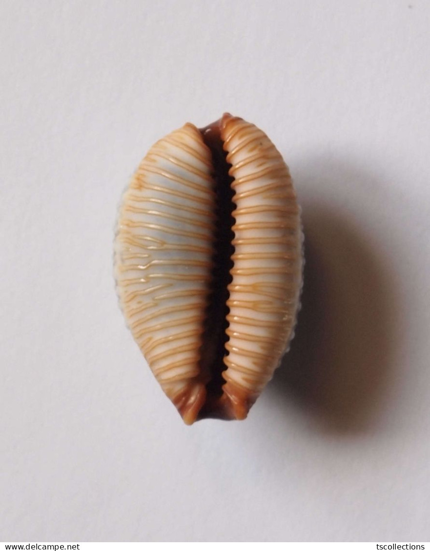 Cypraea Staphylaea - Seashells & Snail-shells