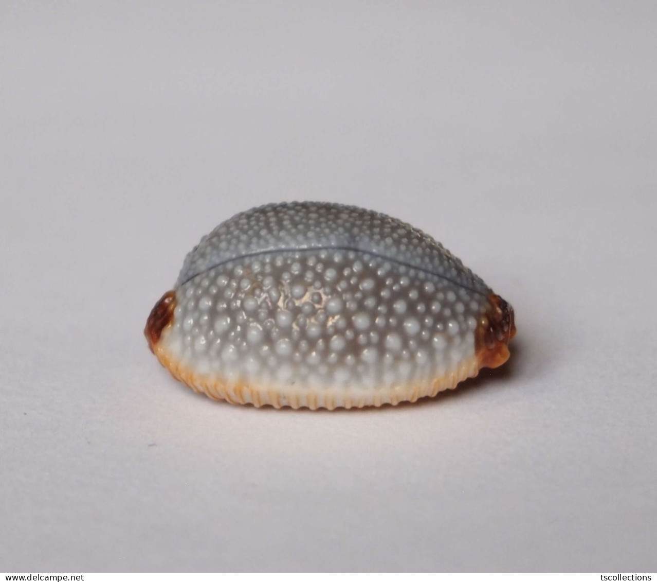 Cypraea Staphylaea - Coquillages