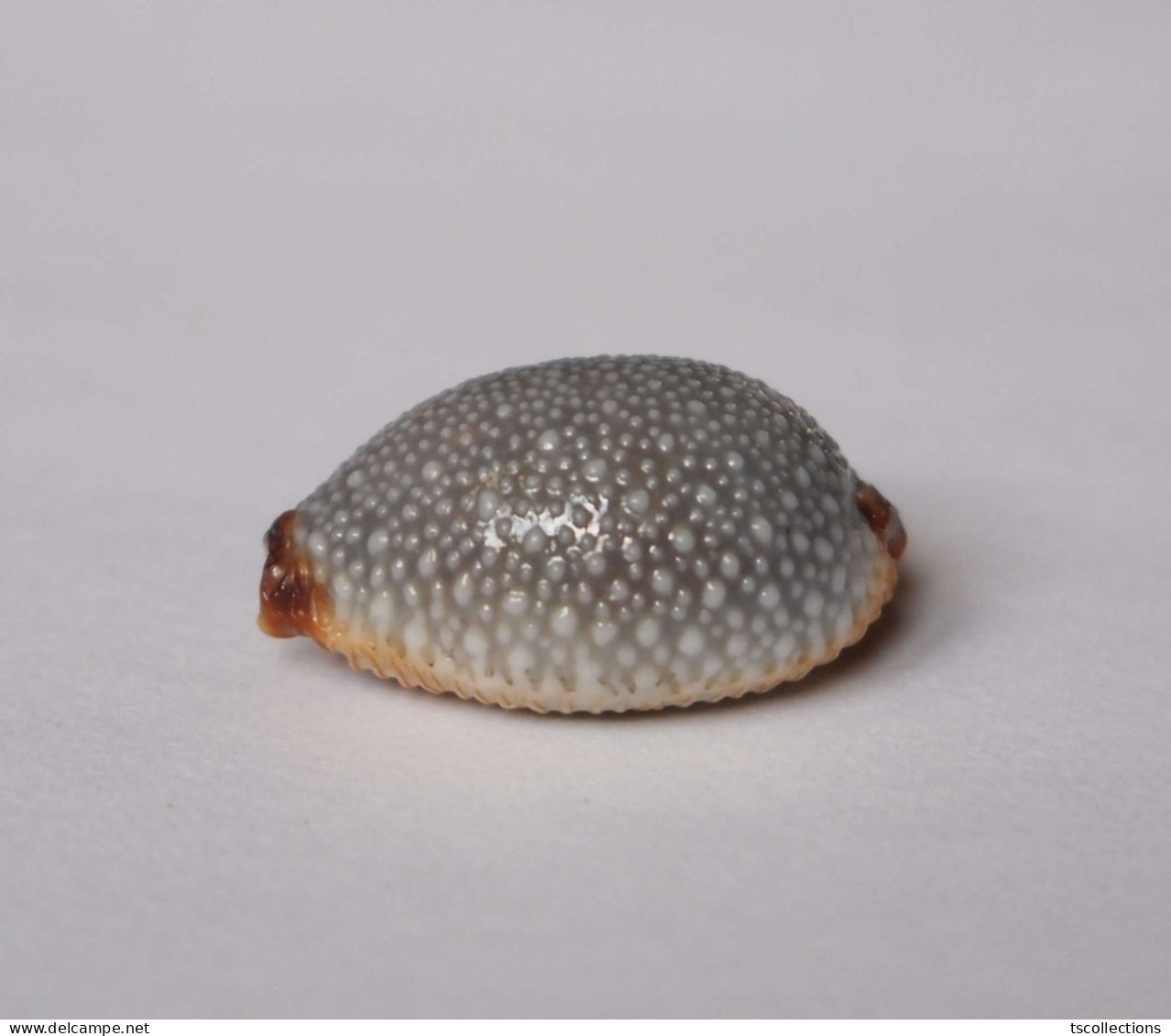 Cypraea Staphylaea - Coquillages