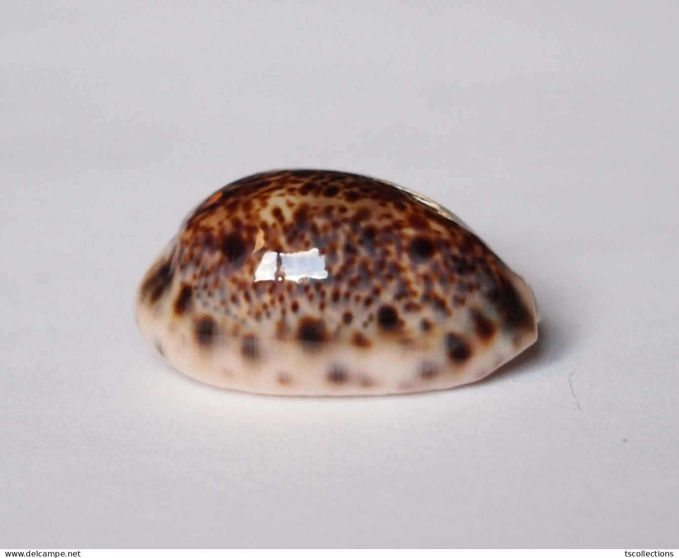 Cypraea Lynx - Seashells & Snail-shells