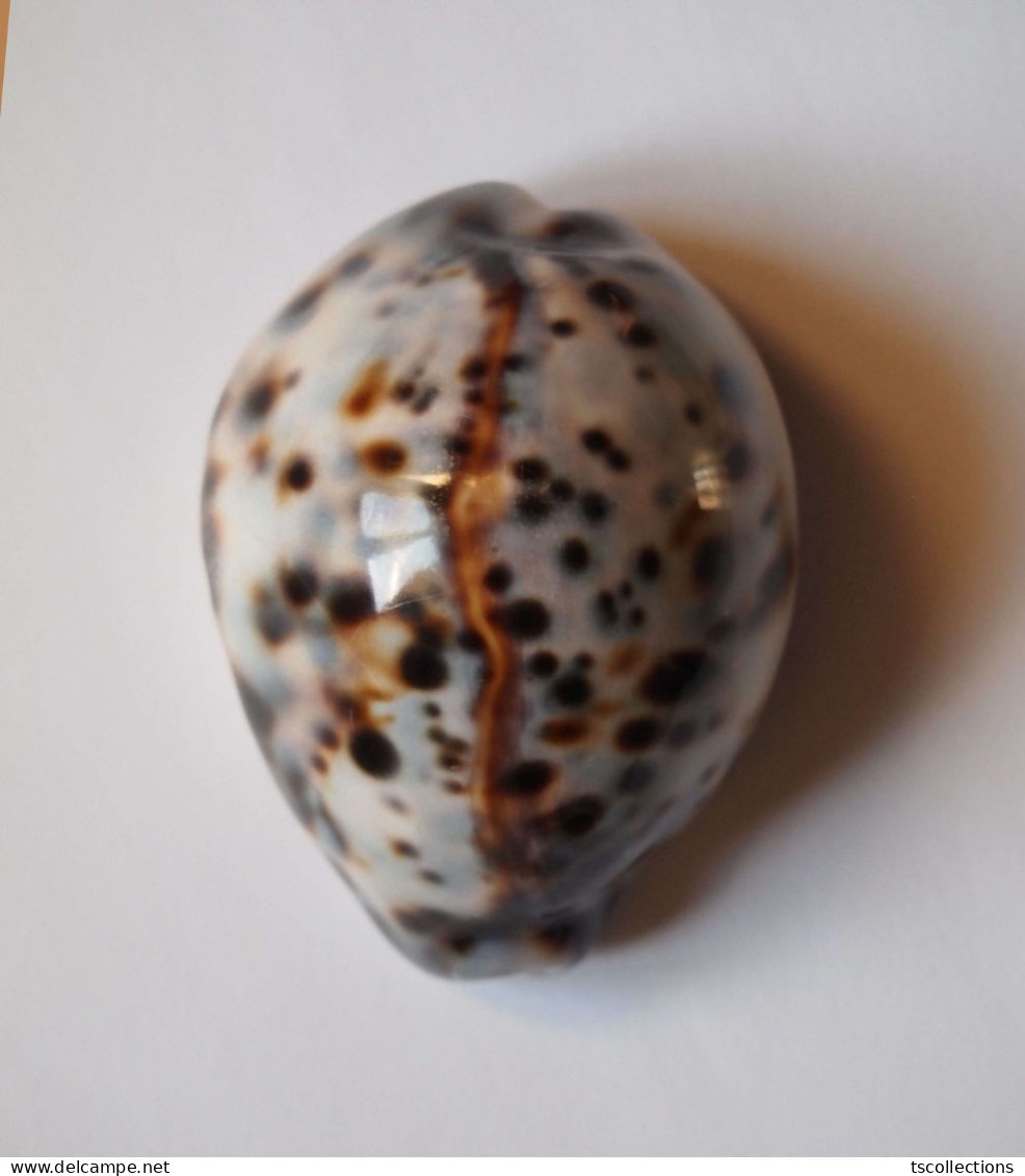 Cypraea Tigris - Coquillages