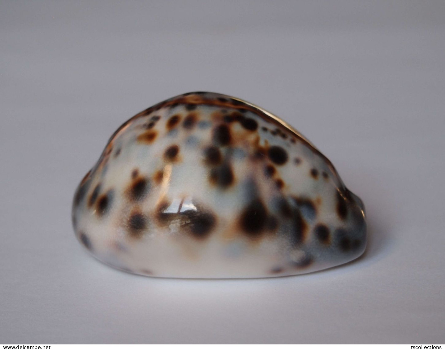 Cypraea Tigris - Coquillages