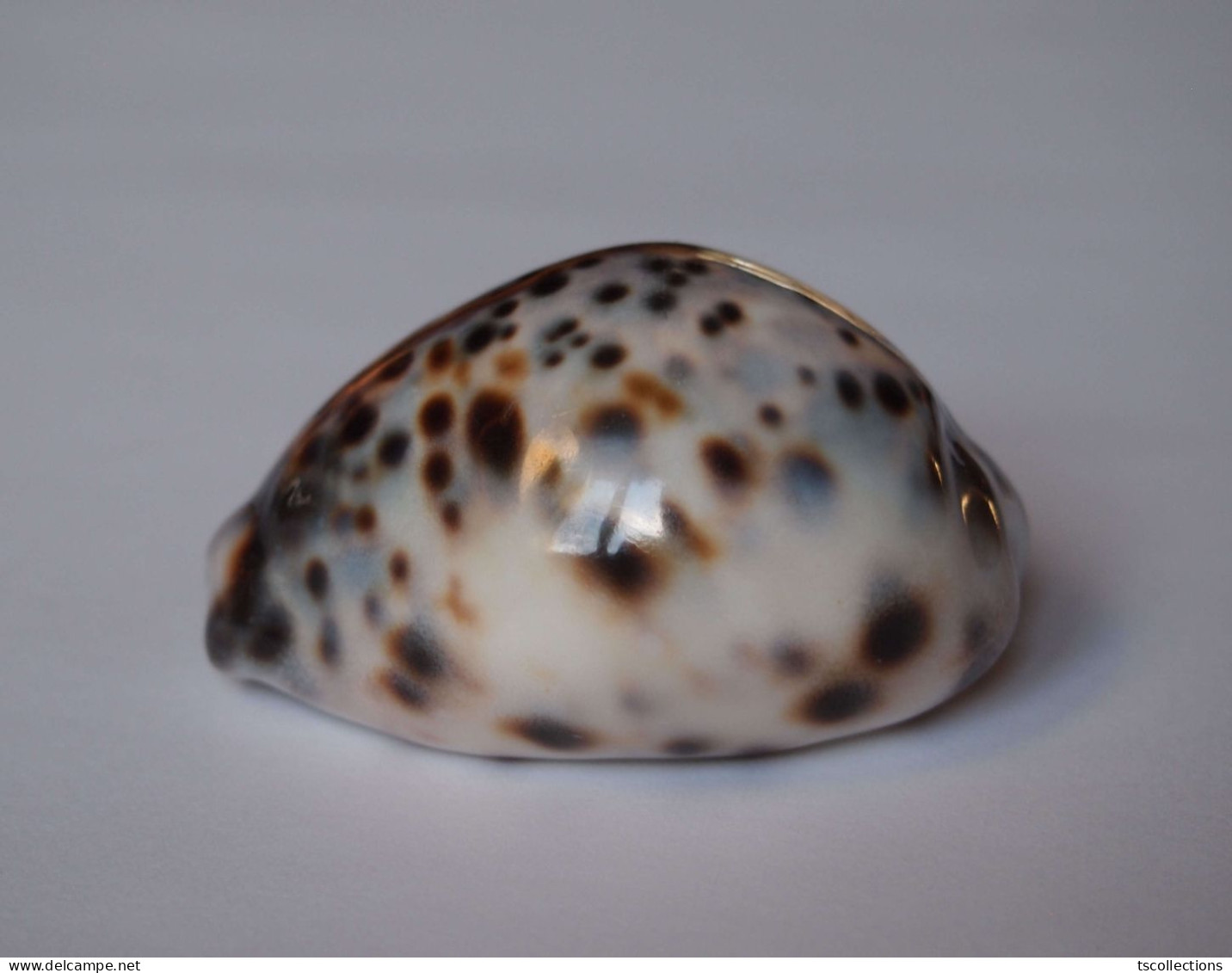 Cypraea Tigris - Coquillages