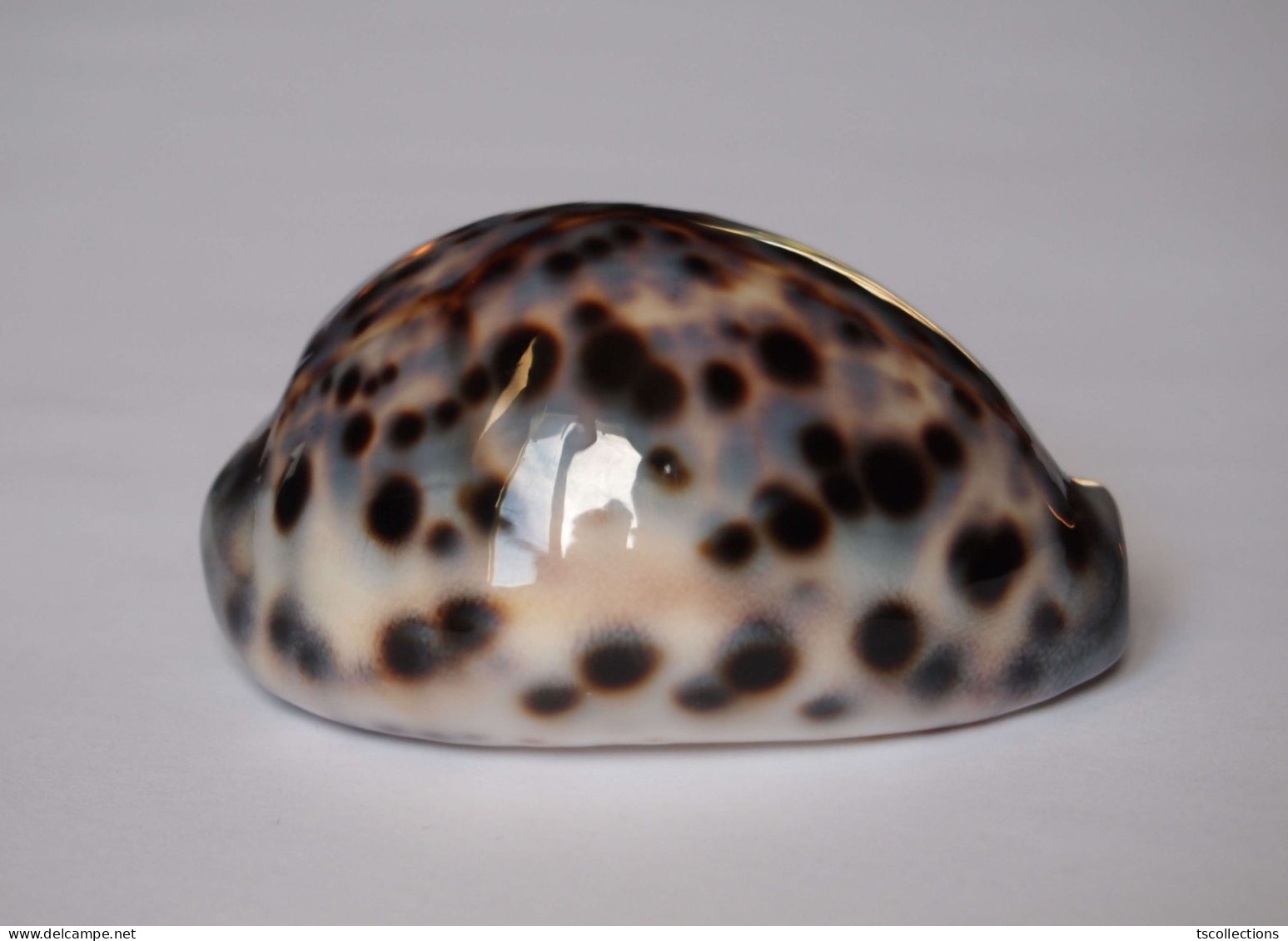 Cypraea Tigris - Coquillages