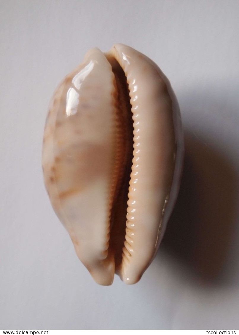 Cypraea Mappa - Coquillages