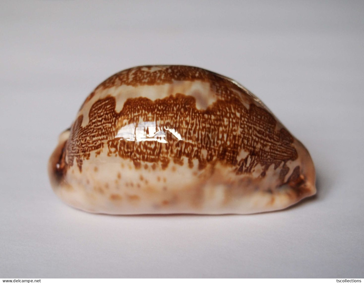 Cypraea Mappa - Coquillages