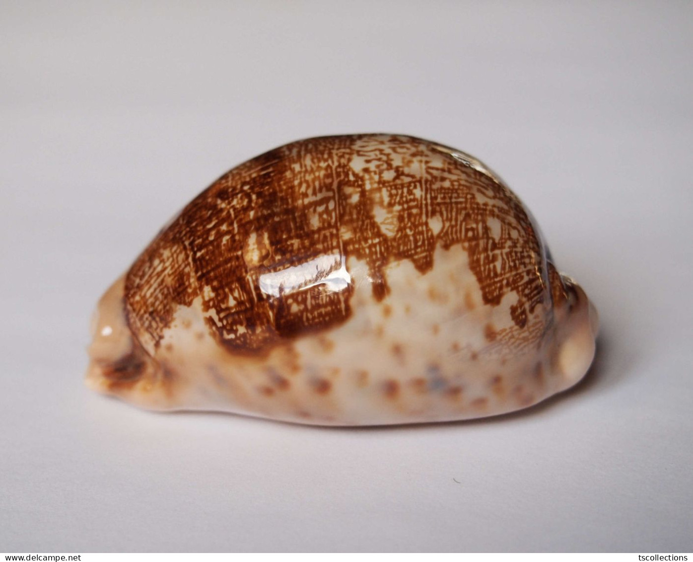 Cypraea Mappa - Seashells & Snail-shells