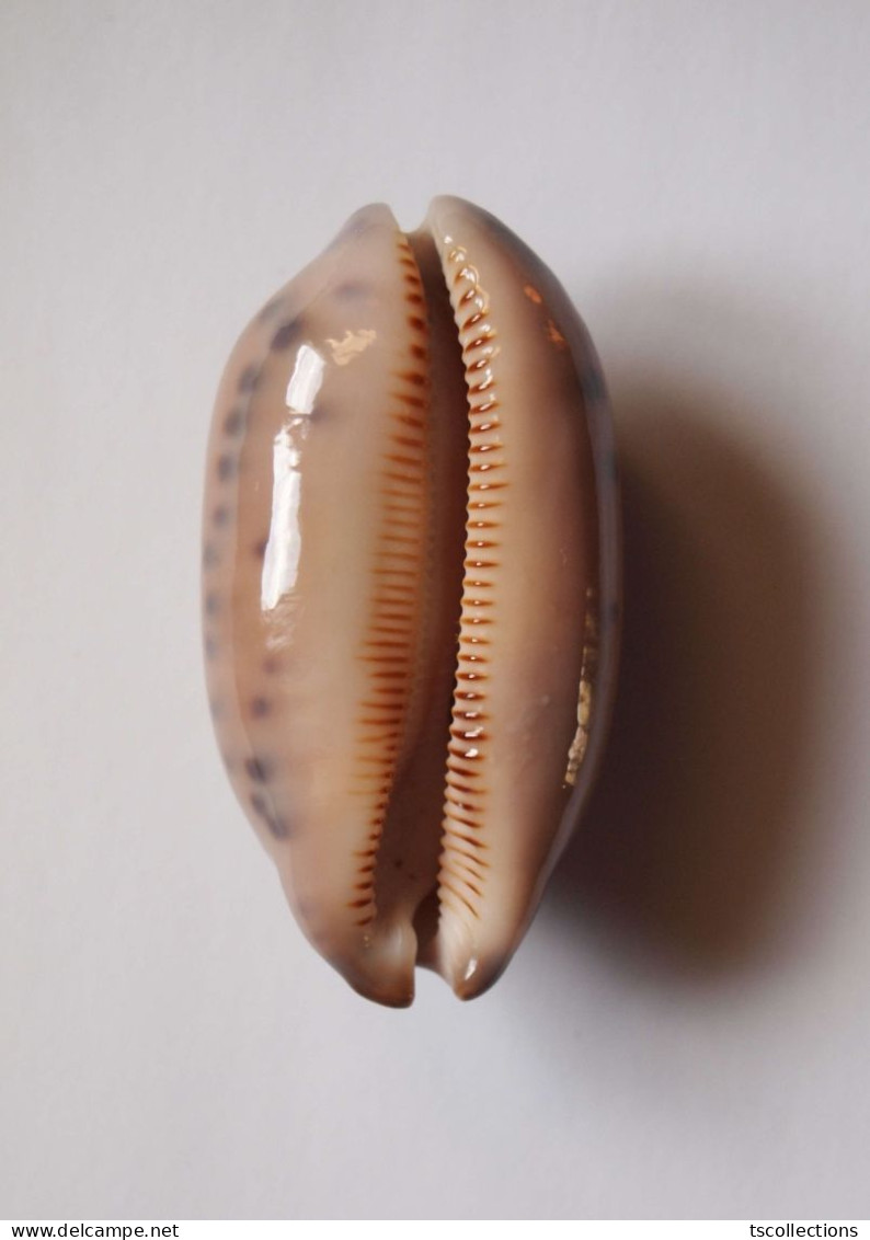 Cypraea Scurra - Coquillages