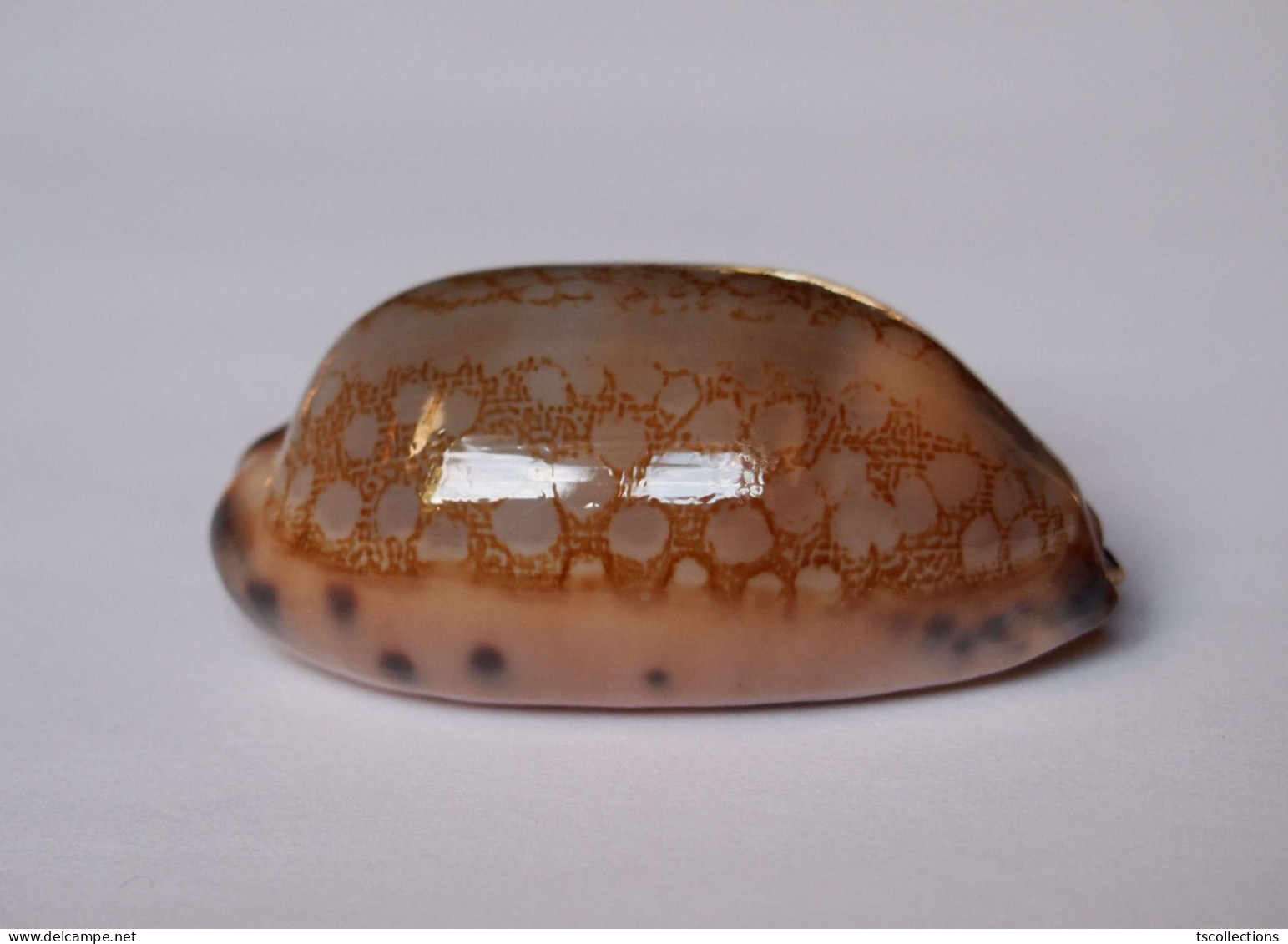 Cypraea Scurra - Schelpen